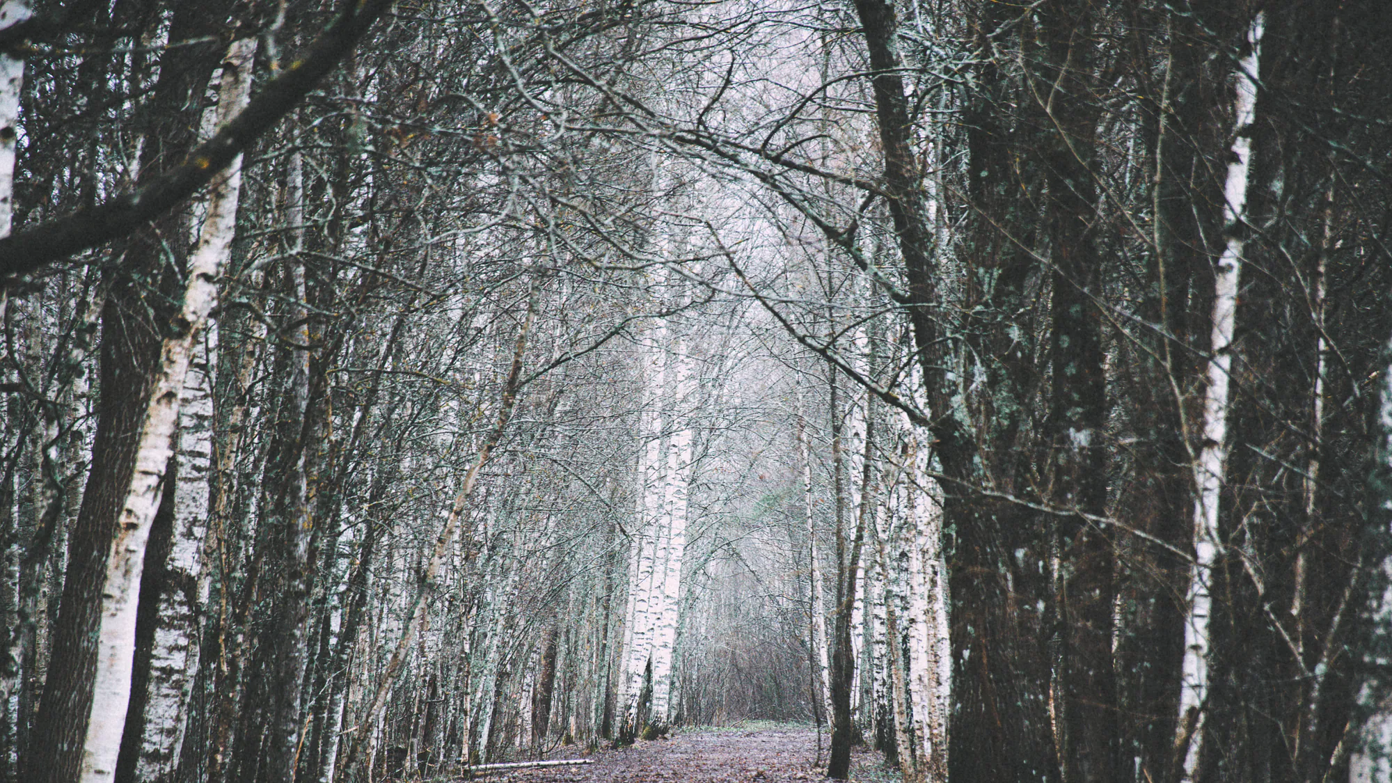 Narrow path receding through a misty birch avenue
