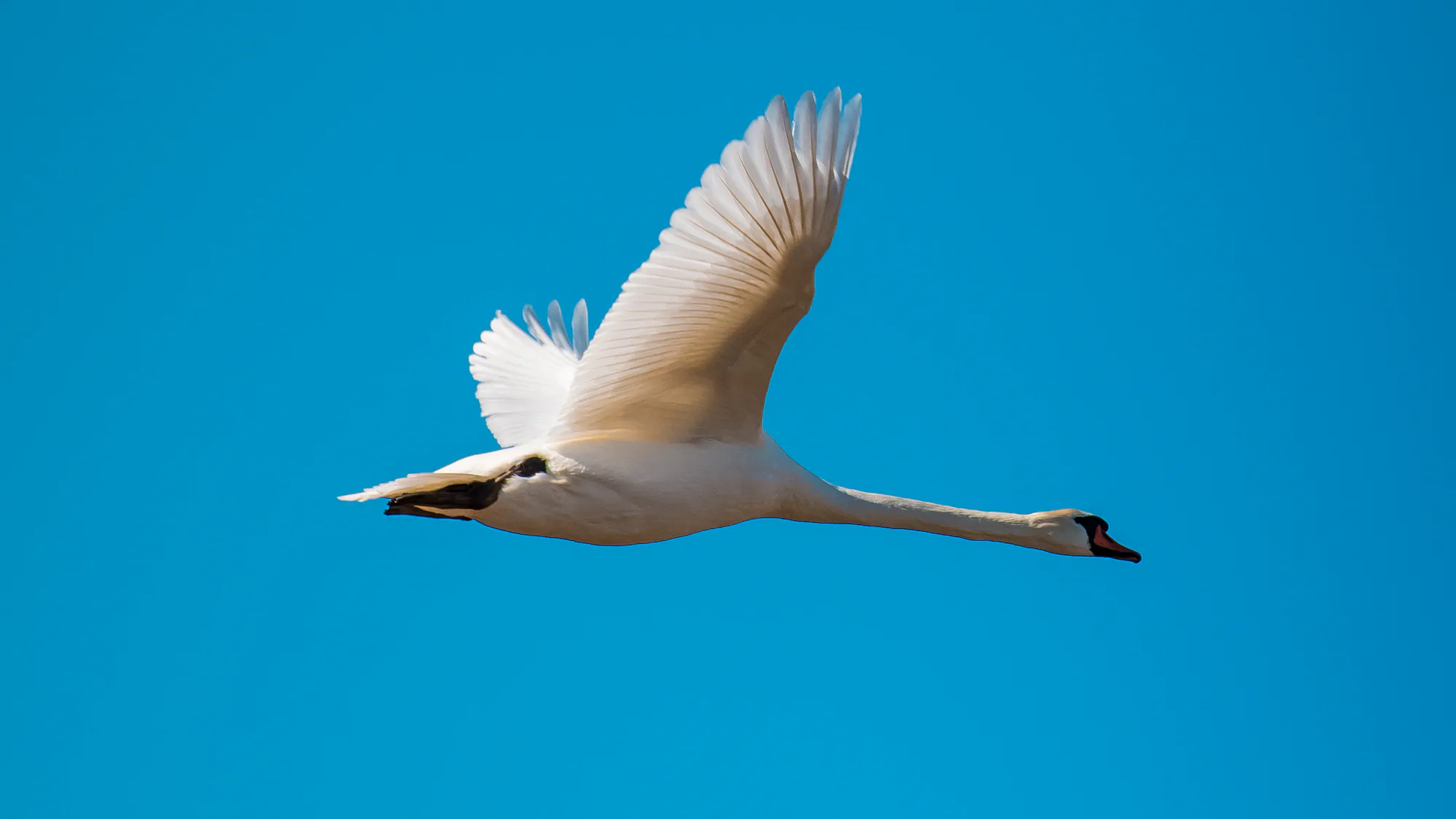 White swan flying across a clear blue sky