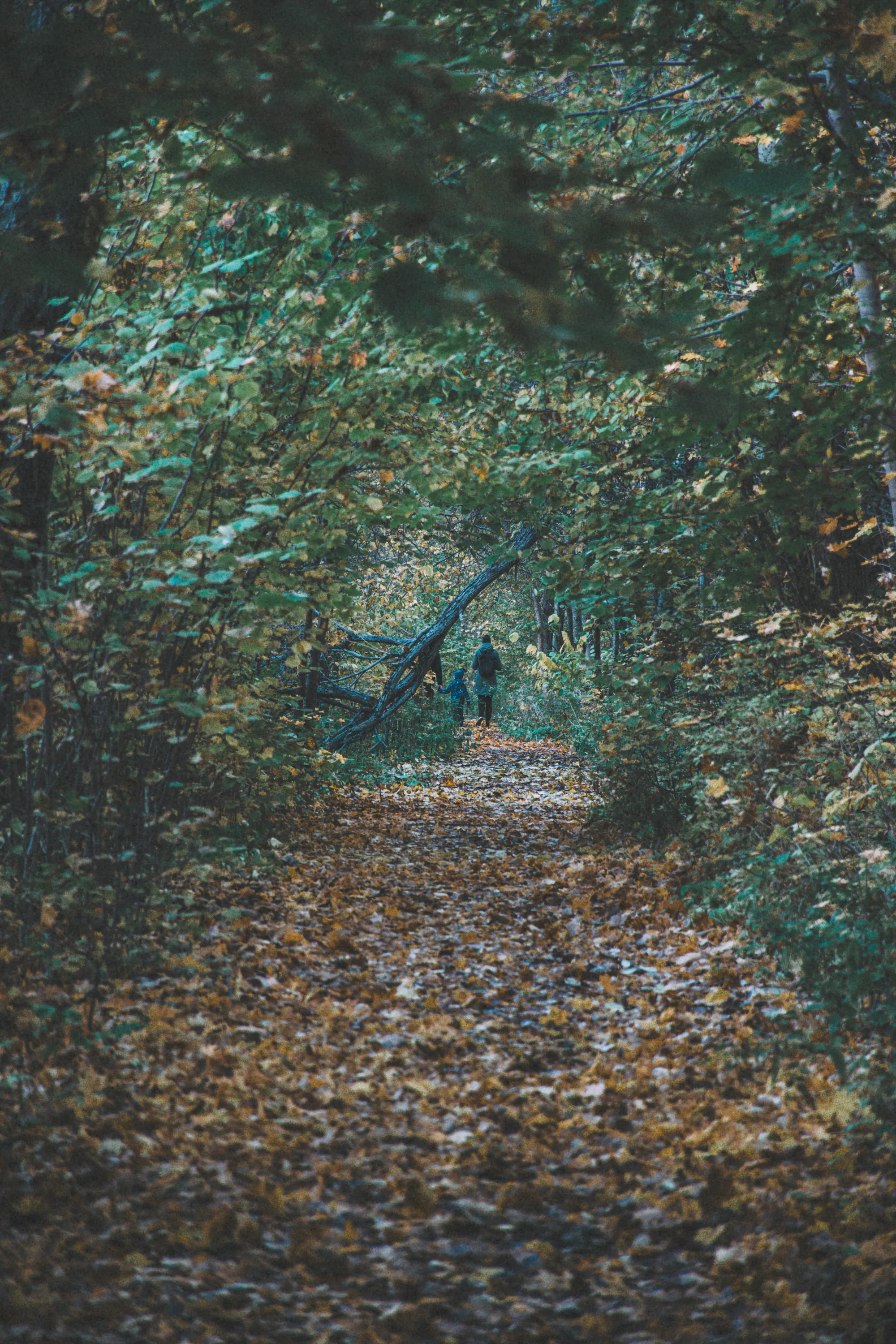 An adult and child walking beneath a fallen tree on an autumn path at Astangu