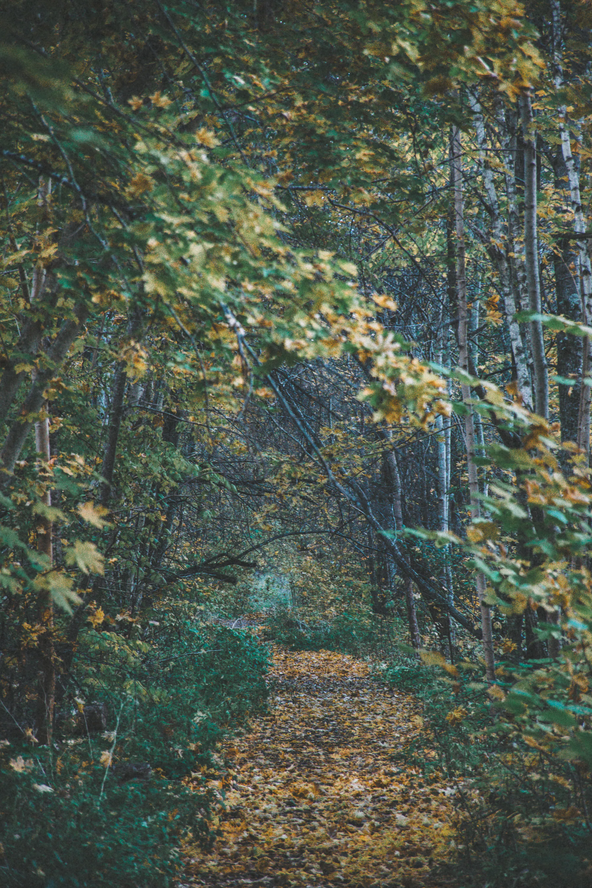 A narrow path enclosed by golden autumn foliage at Astangu