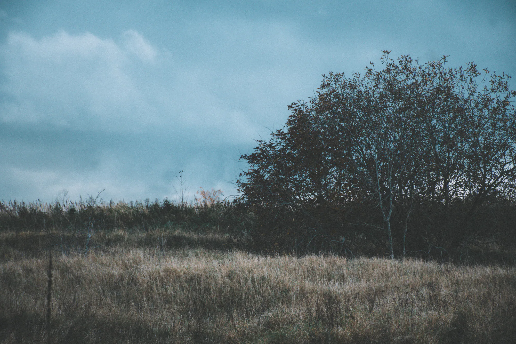 Autumn grassland under a dark sky at Astangu