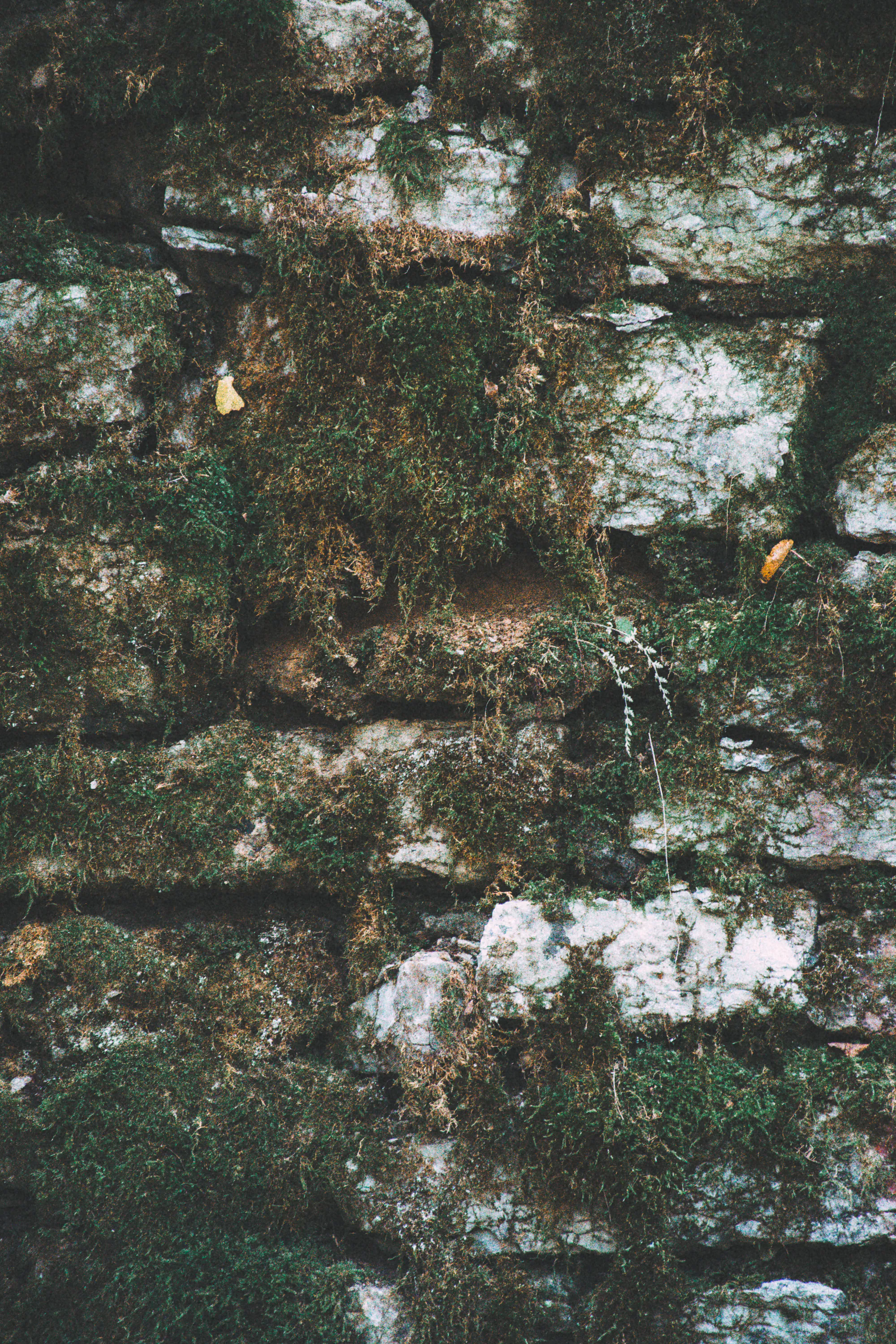 Moss growing across exposed pale limestone at Astangu
