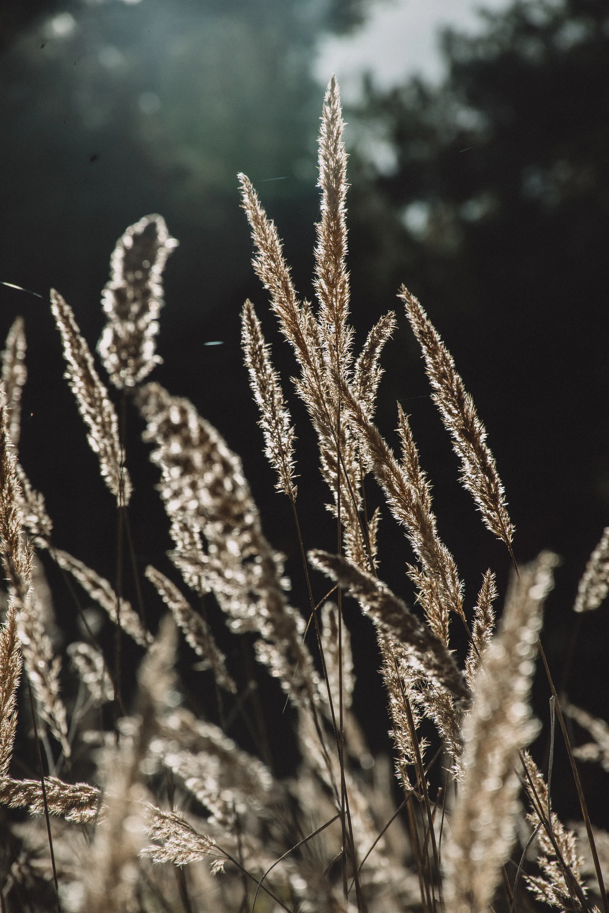 Backlit grass seed heads against dark woodland at Astangu