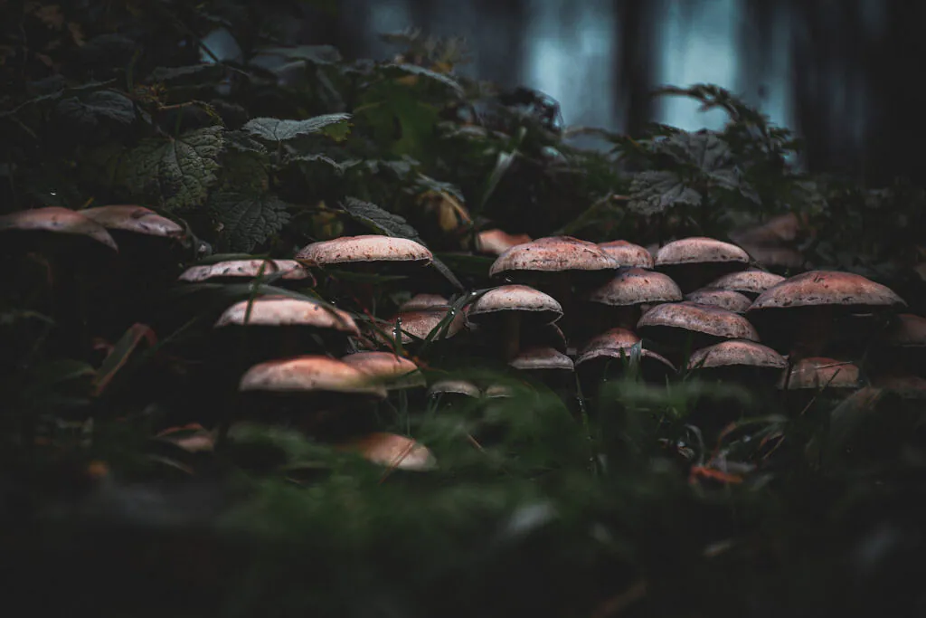 Cluster of brown mushrooms among dark green woodland plants