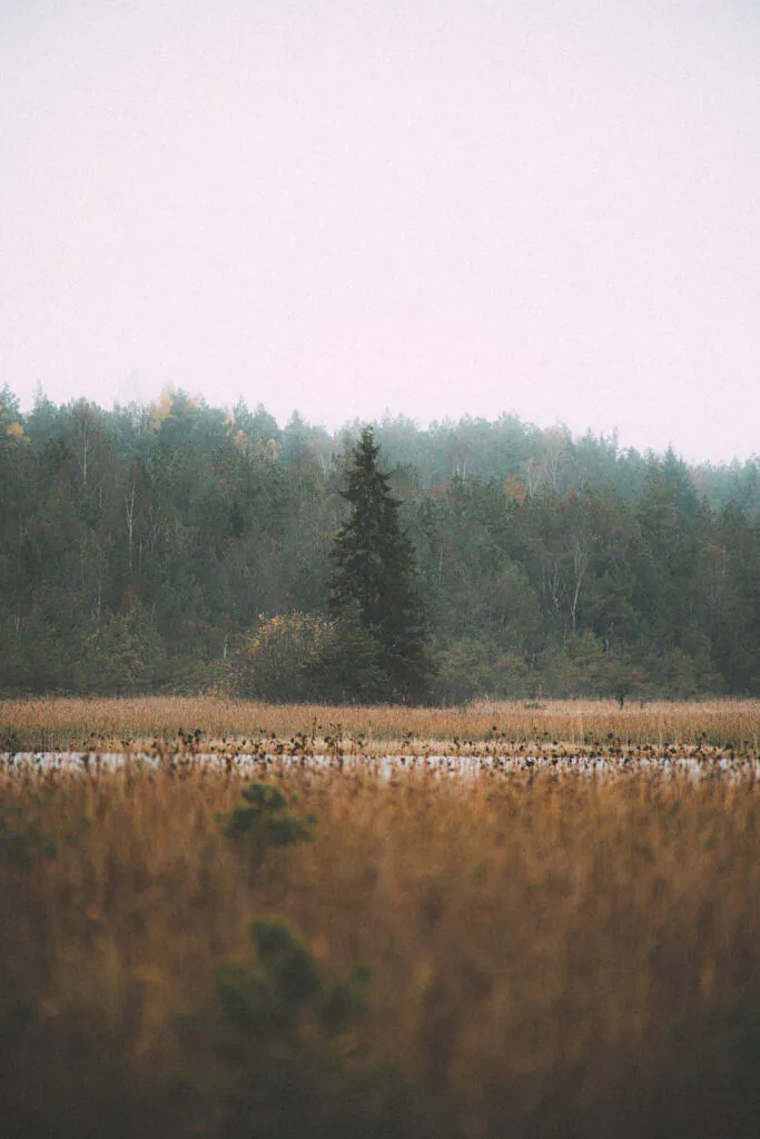 Autumn reeds and a tree line beneath a pale overcast sky