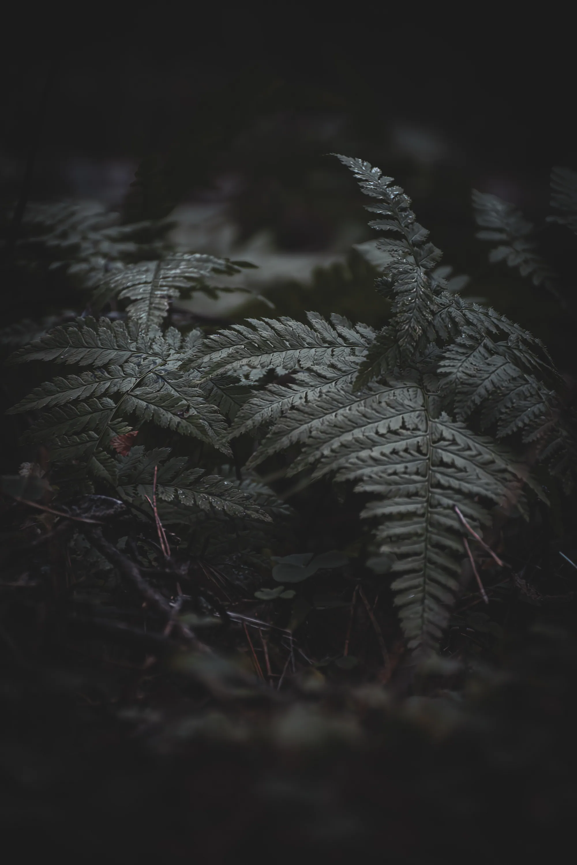 How to Photograph Estonia’s Bogs: Light, Composition and Locations — featured photograph