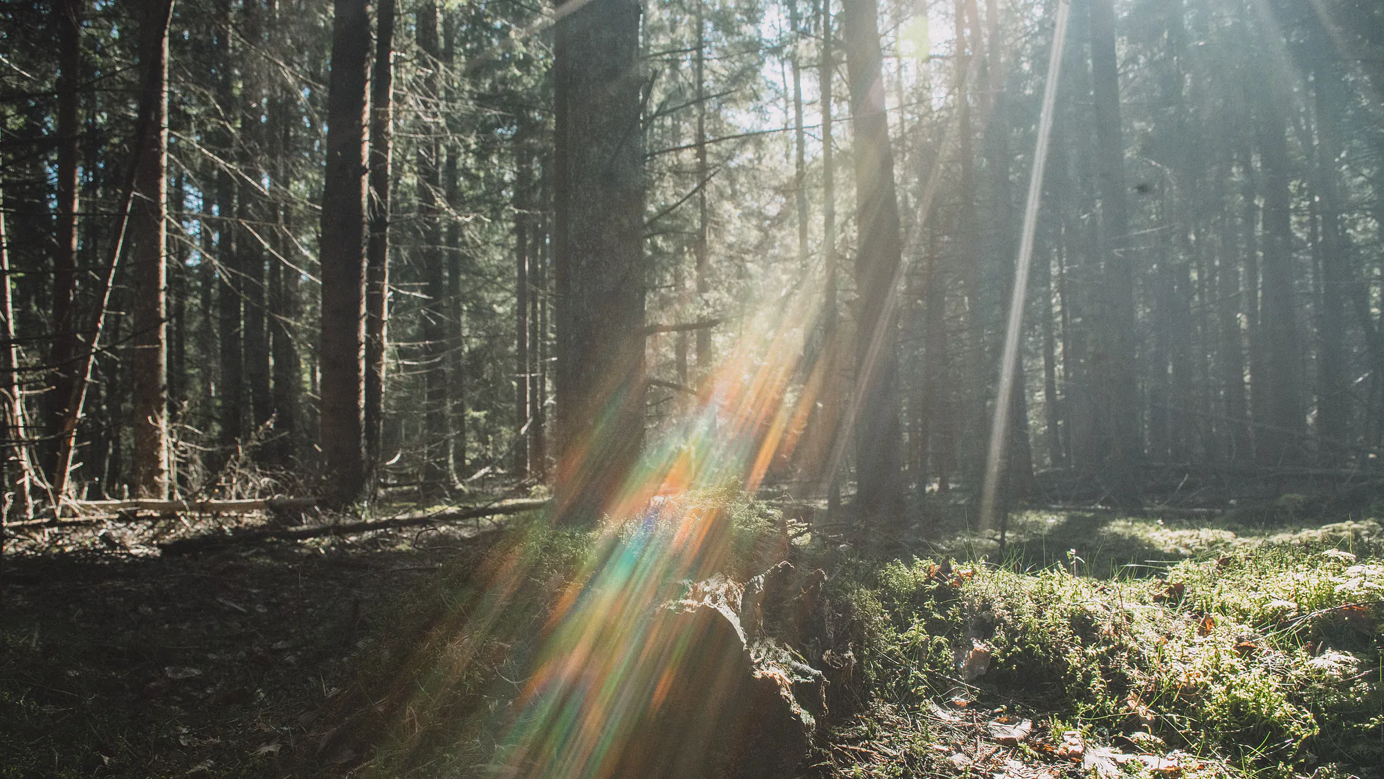 Sunlight scattering through humid conifer forest onto moss and a fallen stump