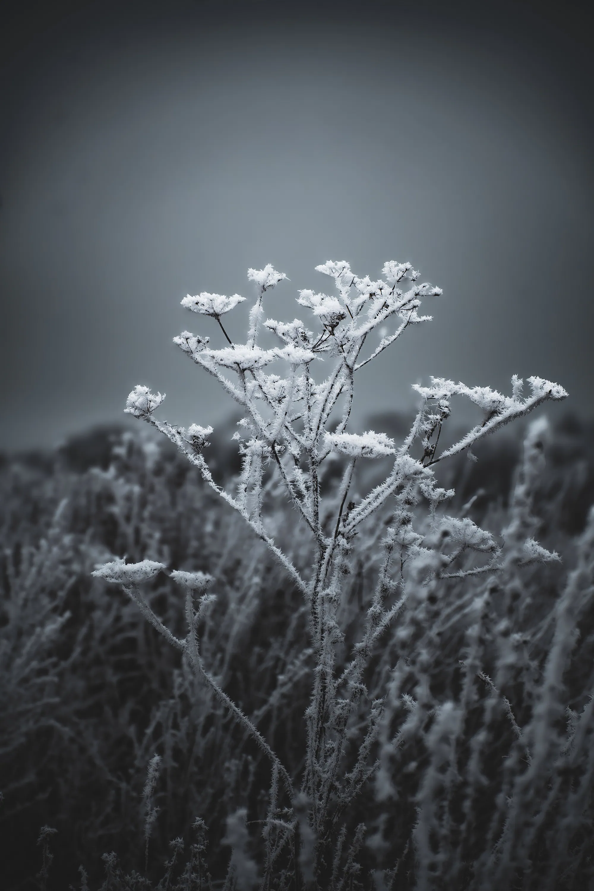 Tall dried umbel plant covered in dense white frost against a soft grey field