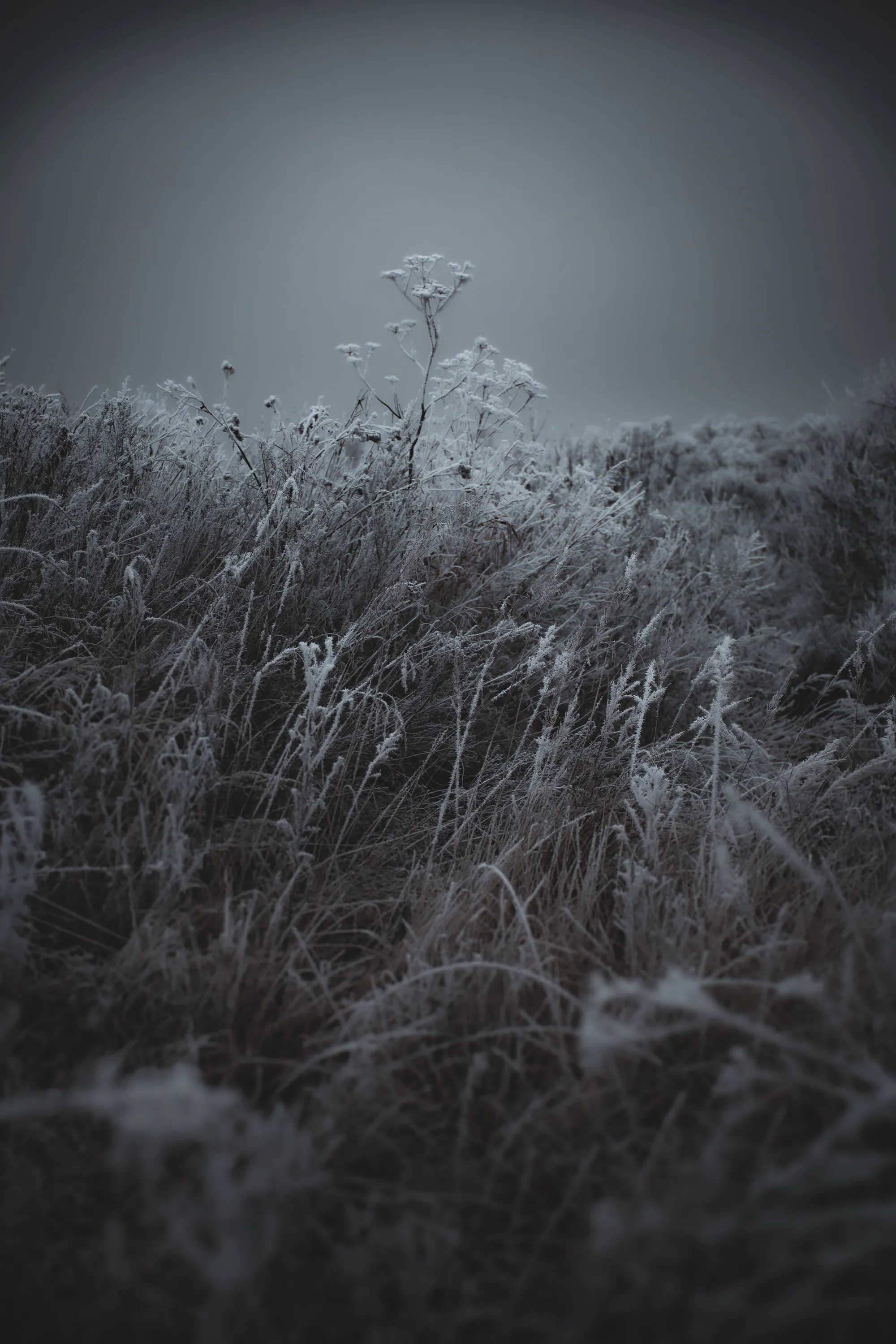 Dense frost-covered grasses and dried seed heads beneath a smooth grey winter sky