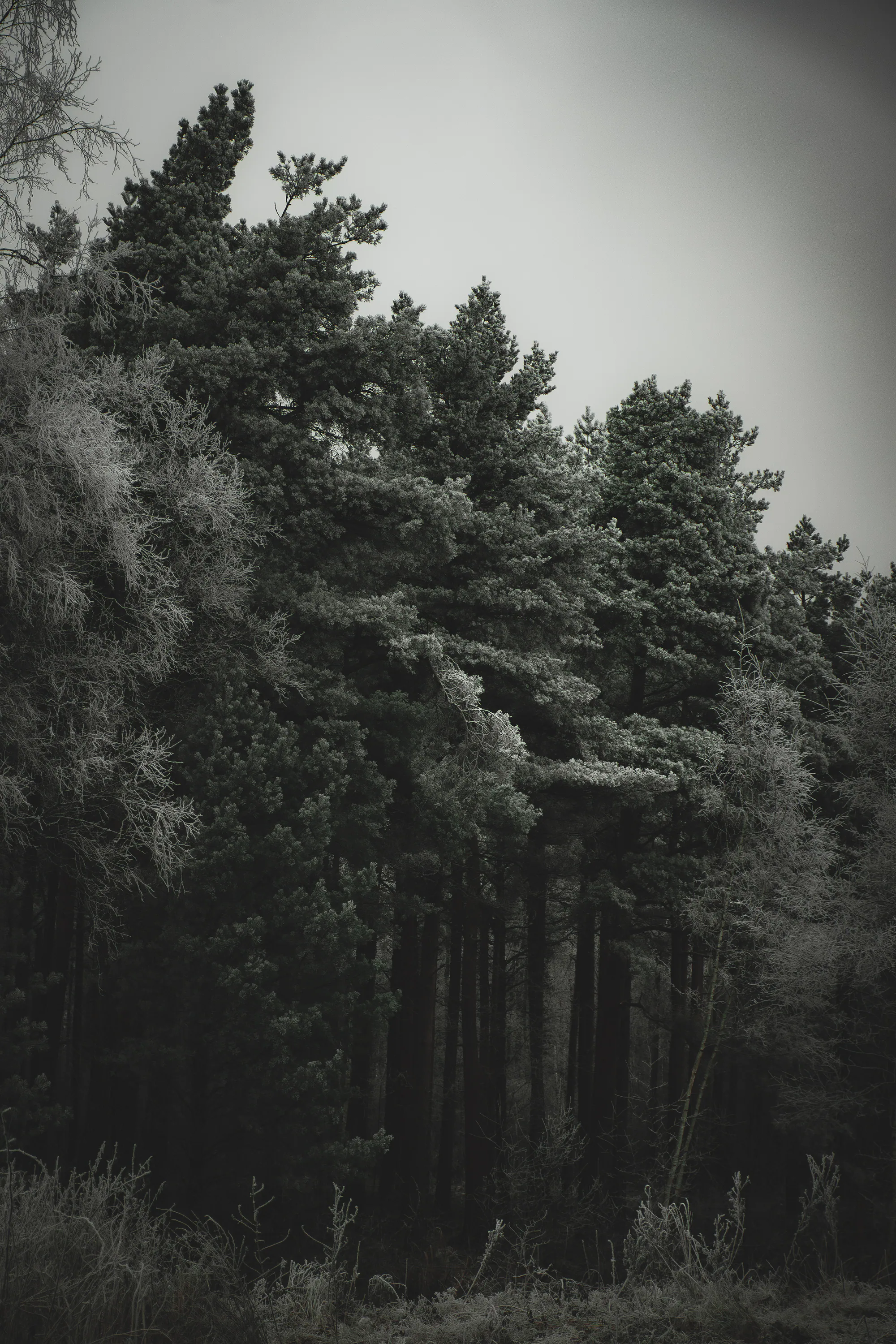 Dark frost-edged pine trees rising above pale scrub under a flat grey winter sky