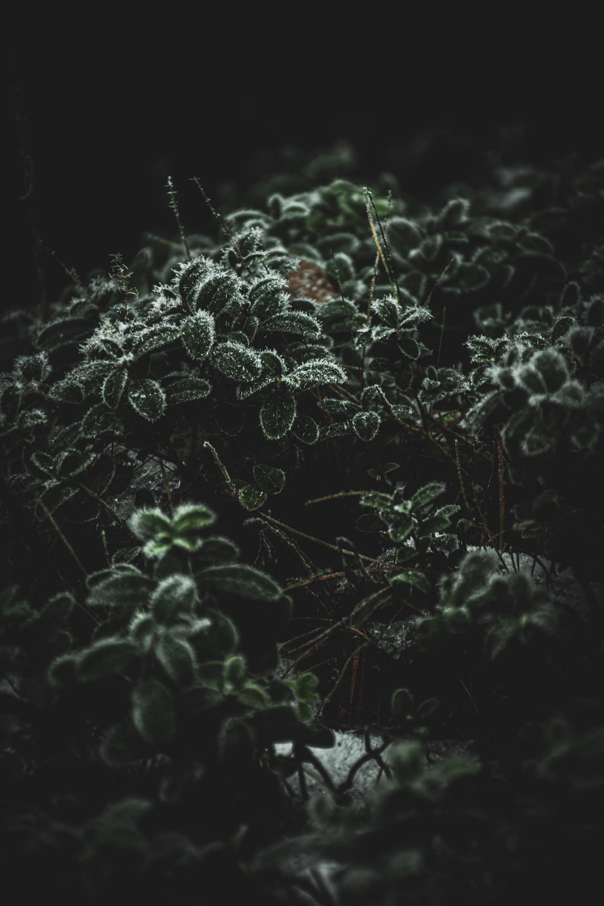 Low frost-covered green leaves emerging from deep shadow on the canal bank