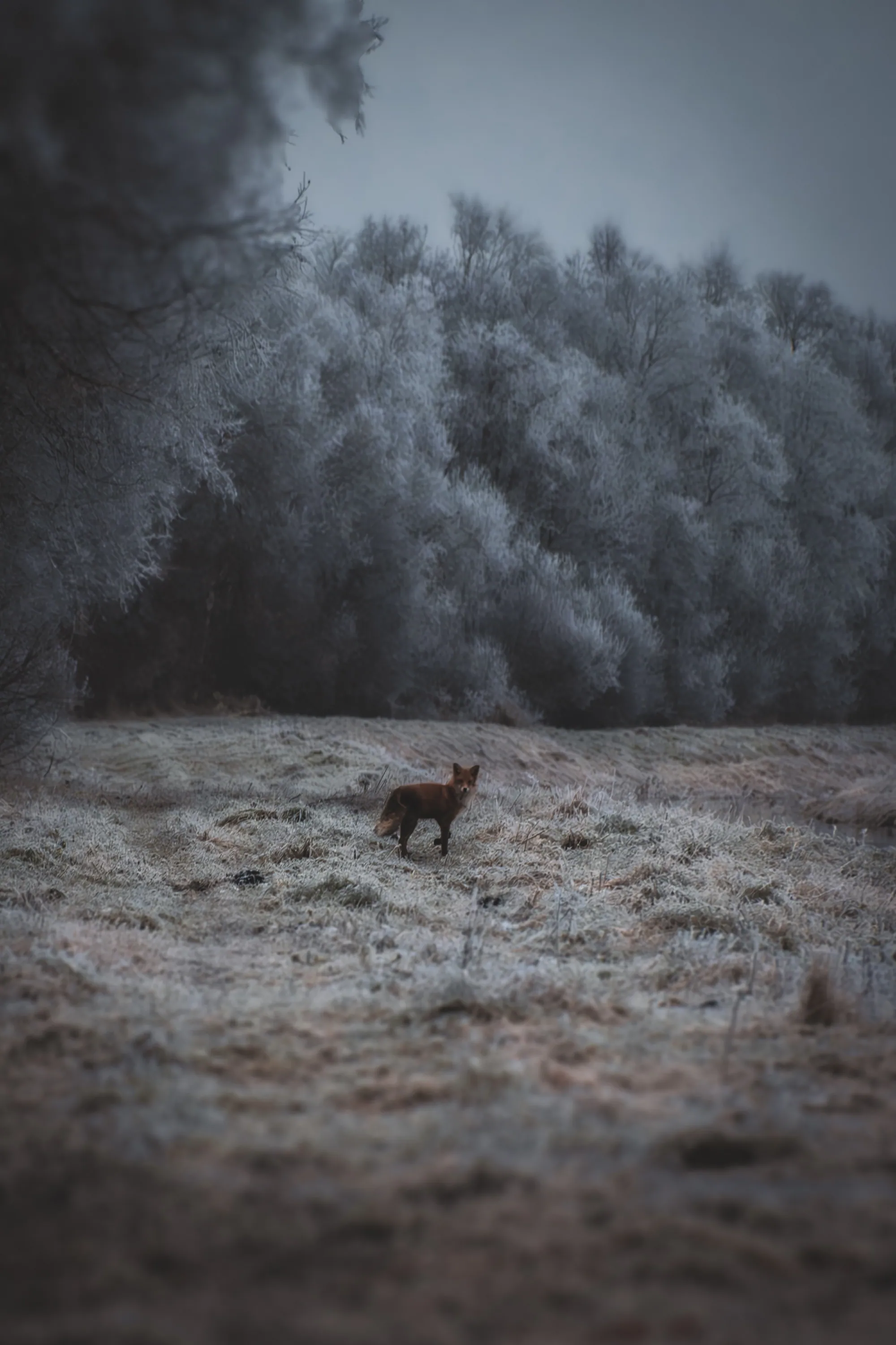 How to Photograph Hoarfrost: A Winter Morning at the Vaskjala–Ülemiste Canal — photograph by Jasper Raw