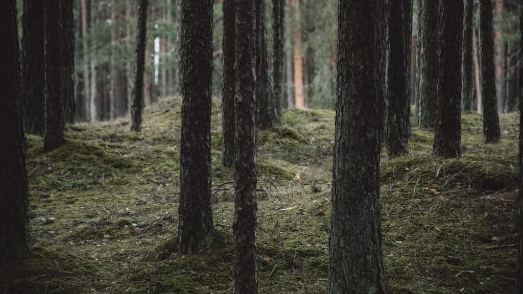 Mossy pine forest floor beside the Järve health trail in Tallinn