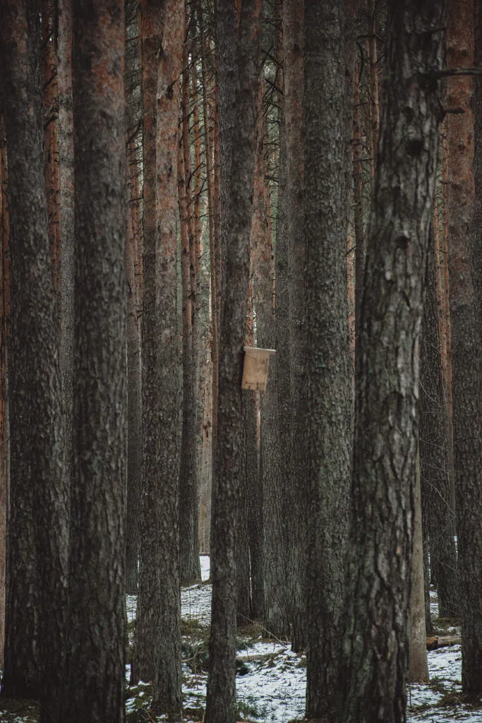 Bird box among dense pine trunks in Järve forest