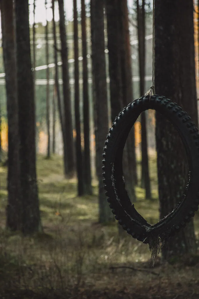 Worn bicycle tyre hanging from a pine tree in Järve forest