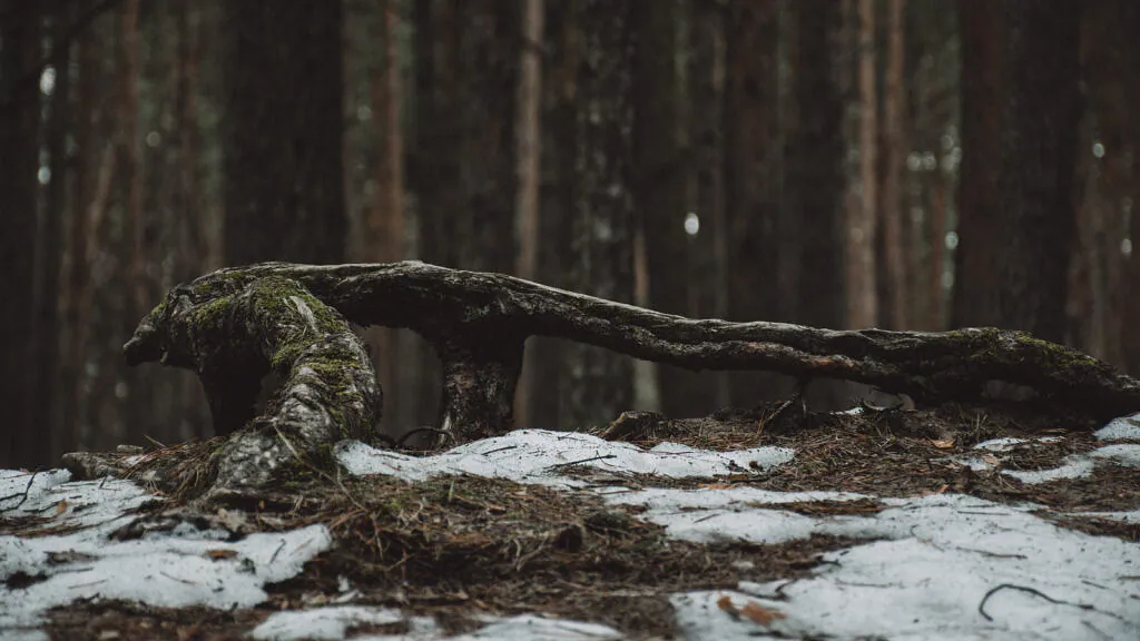 Moss-covered fallen root over melting snow in Järve forest