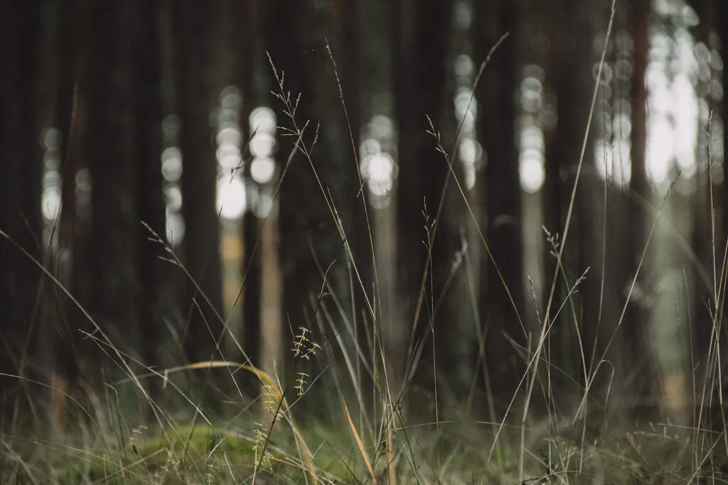 Dry grass catching low light among pine trees in Järve forest
