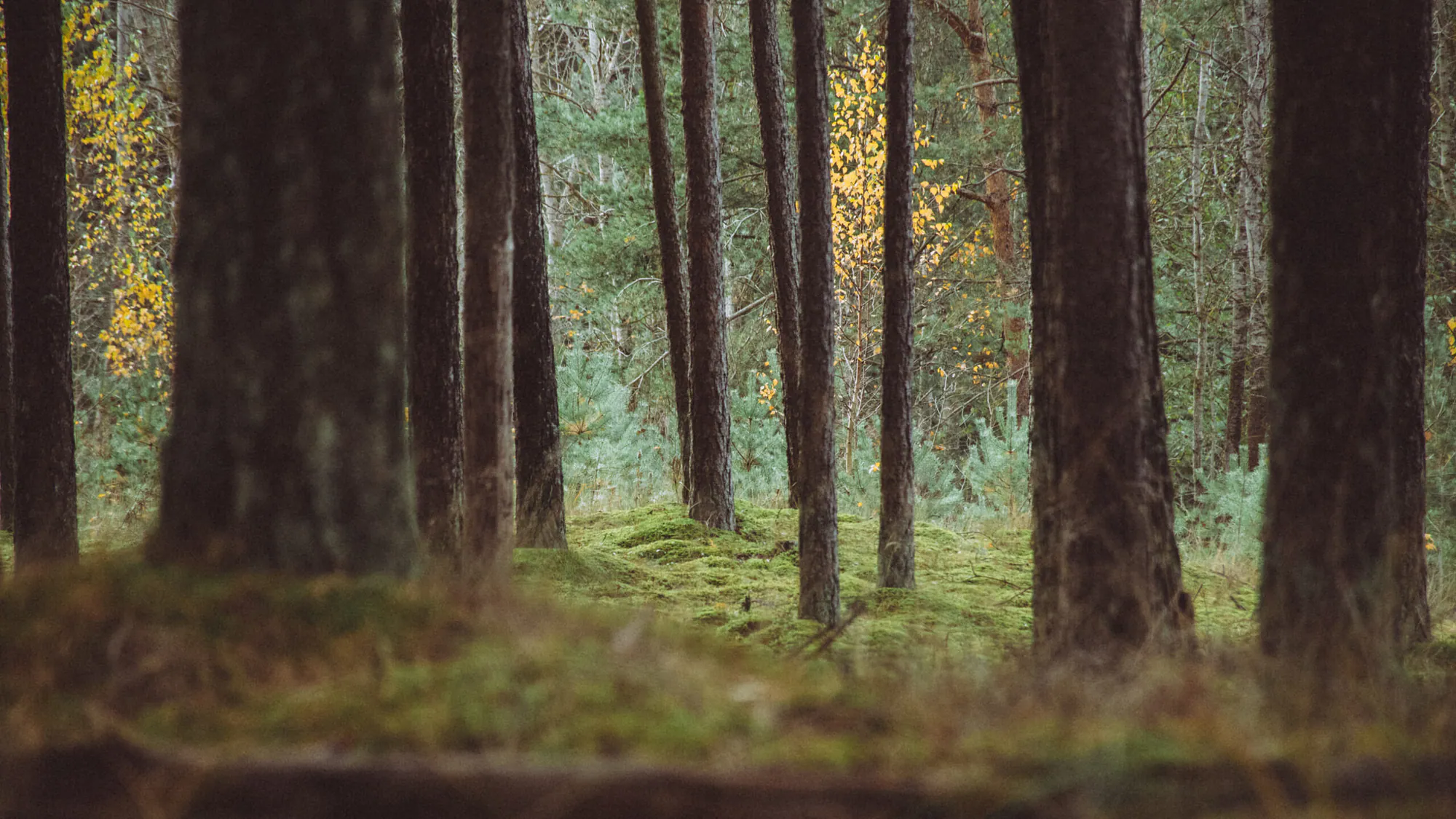 Järve Health Trail: Pine Forest Between Rails and Road — photograph by Jasper Raw