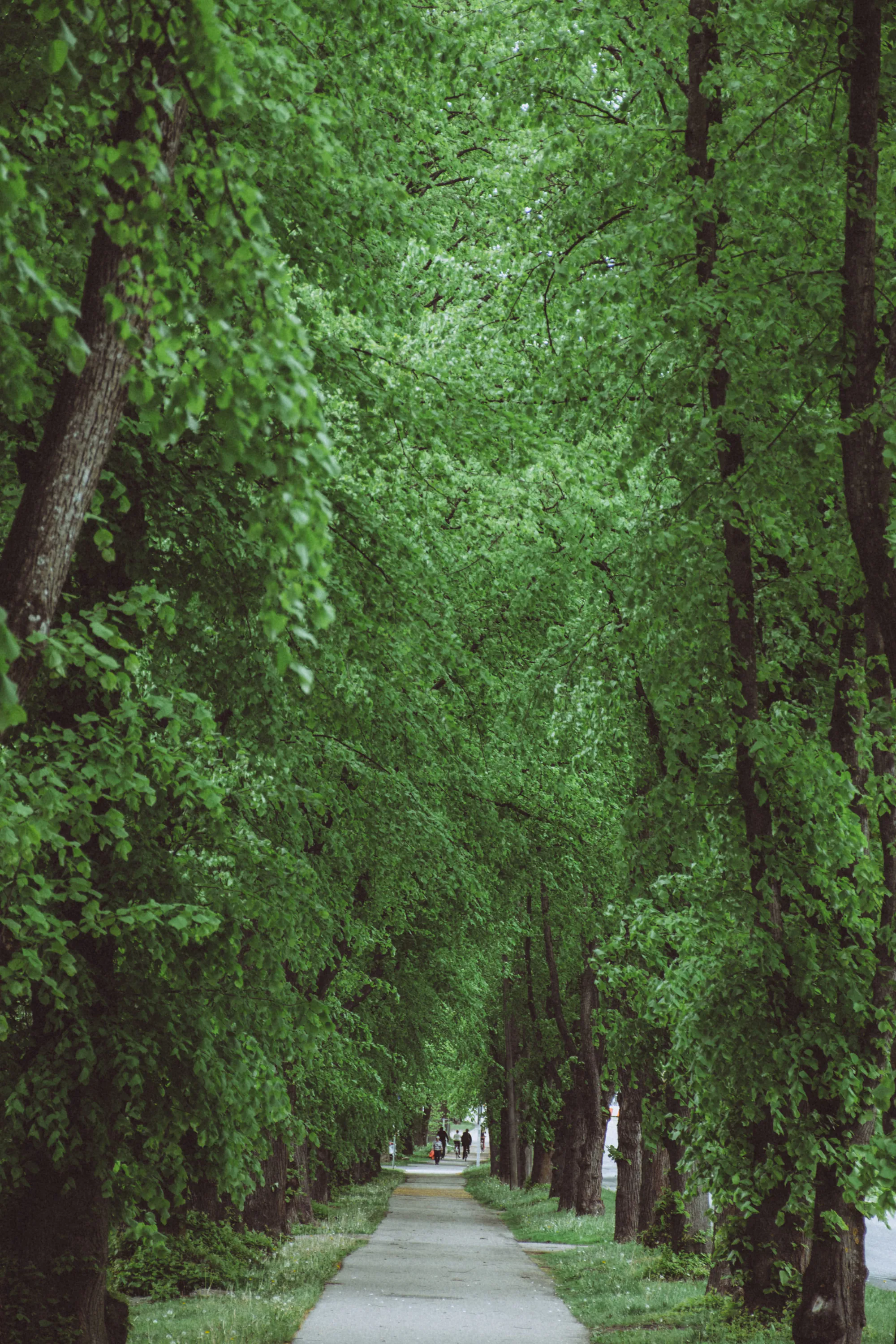 Dense early-summer foliage beside a path in Kopli
