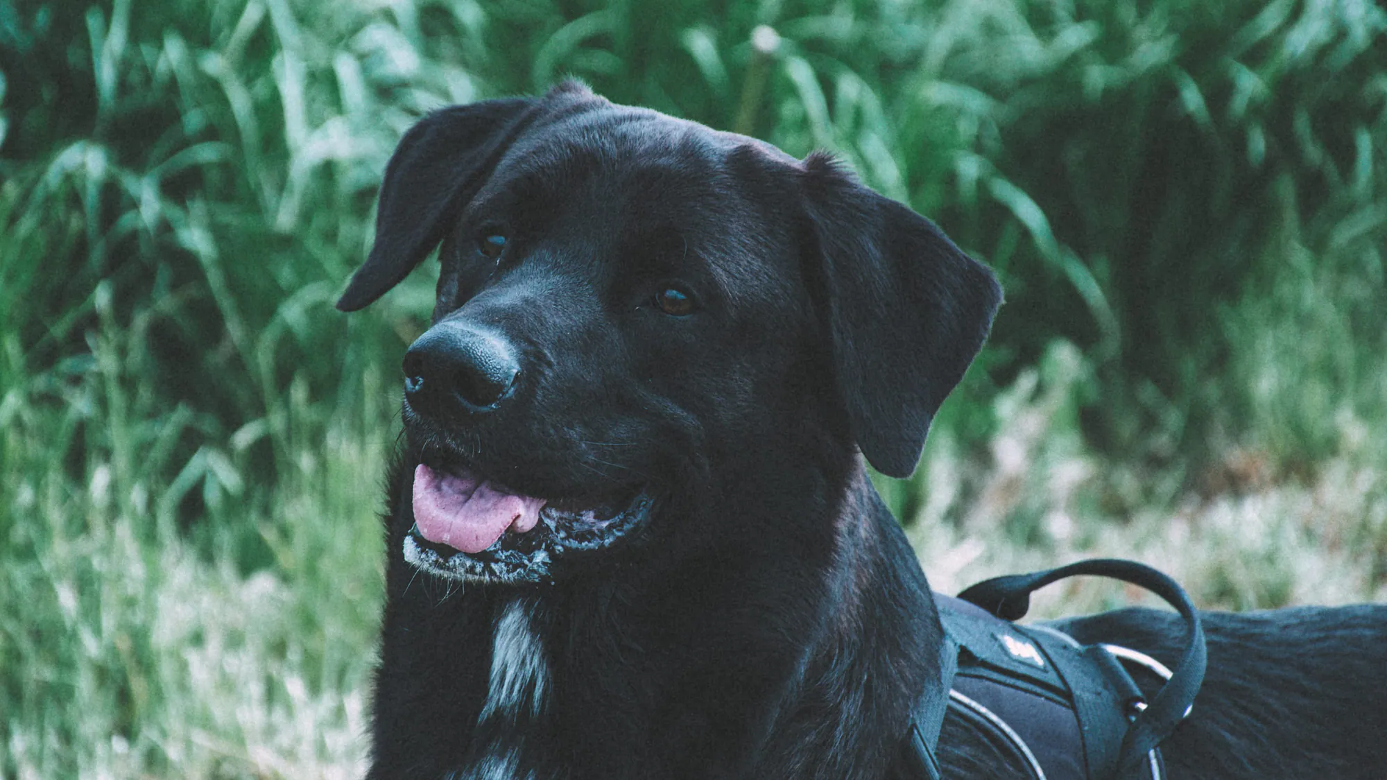 Black dog looking toward the camera on a leafy Kopli path