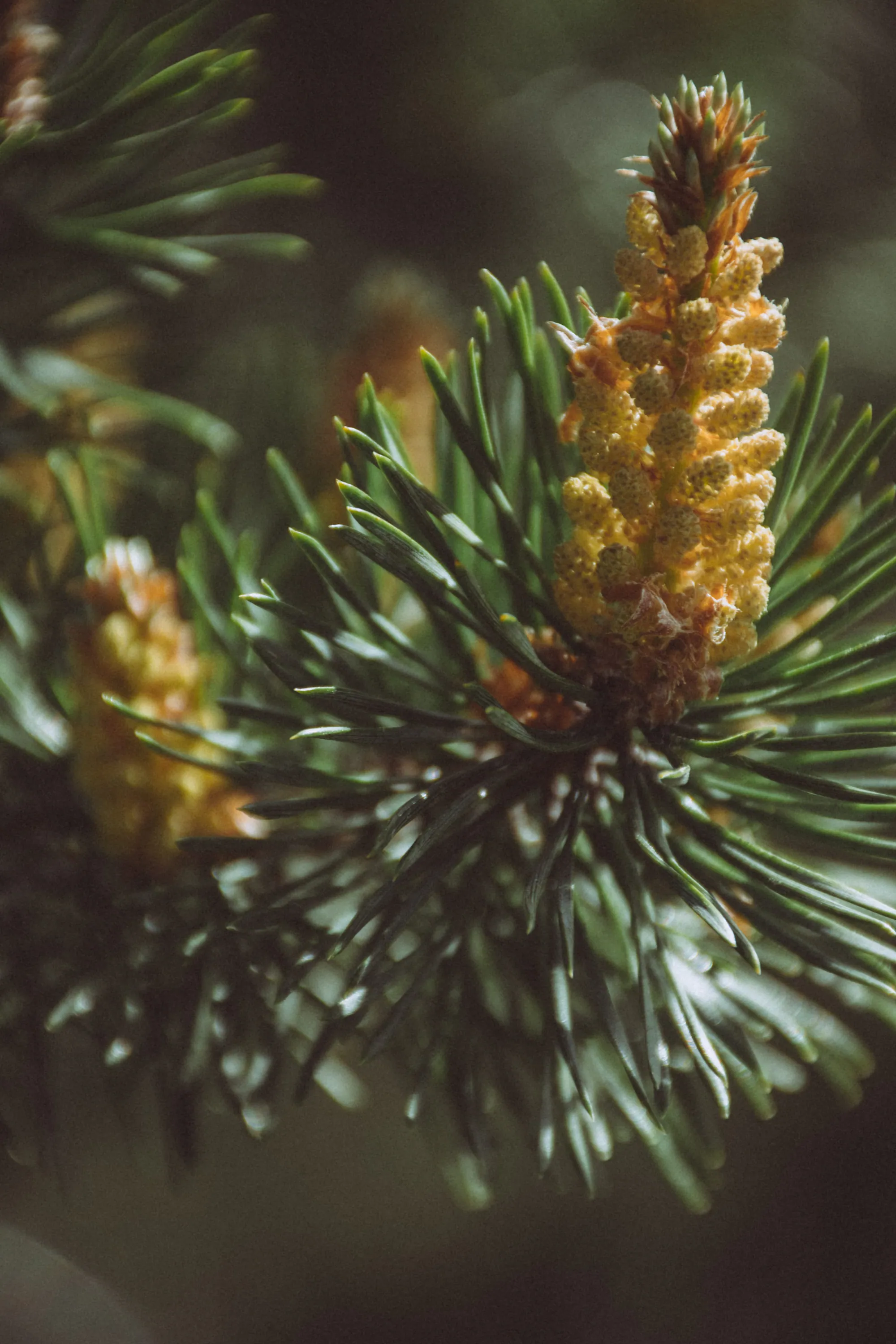 New pine growth lit by summer sun in Kopli