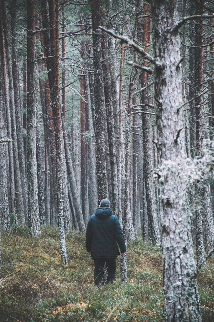 Walker among lichen-covered pine trunks on the Liivanõmme trail