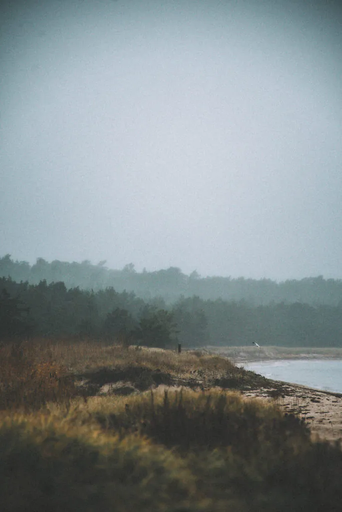 Dune vegetation and pine forest fading into mist at Peraküla