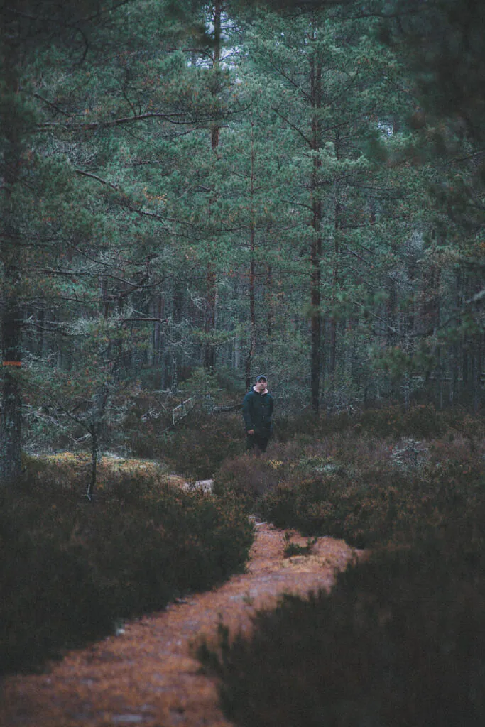 Narrow sandy path through Liivanõmme pine forest and heather
