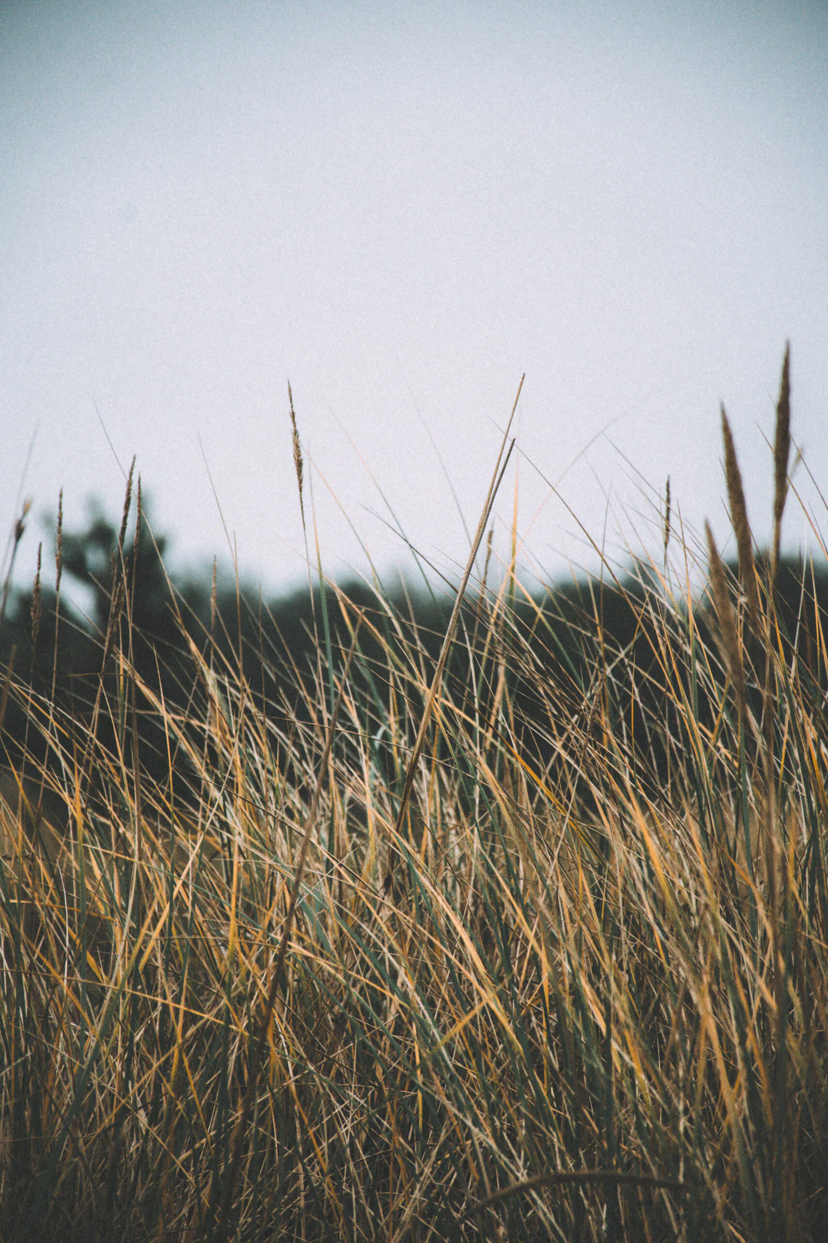 Liivanõmme Hiking Trail: Pines, Dunes and Coastal Light — featured photograph