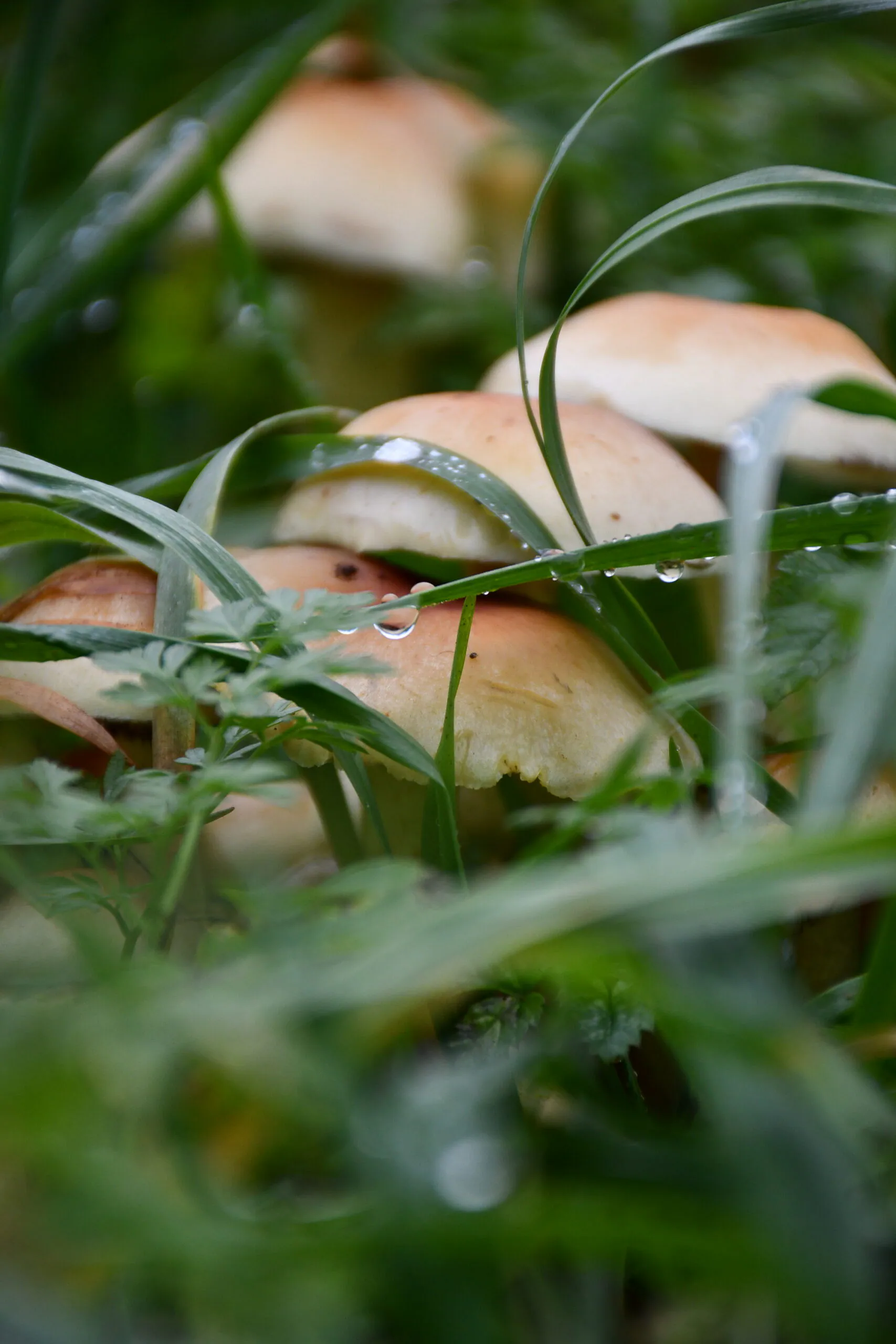Rain-covered mushrooms seen through long grass before applying the Moody Dark preset
