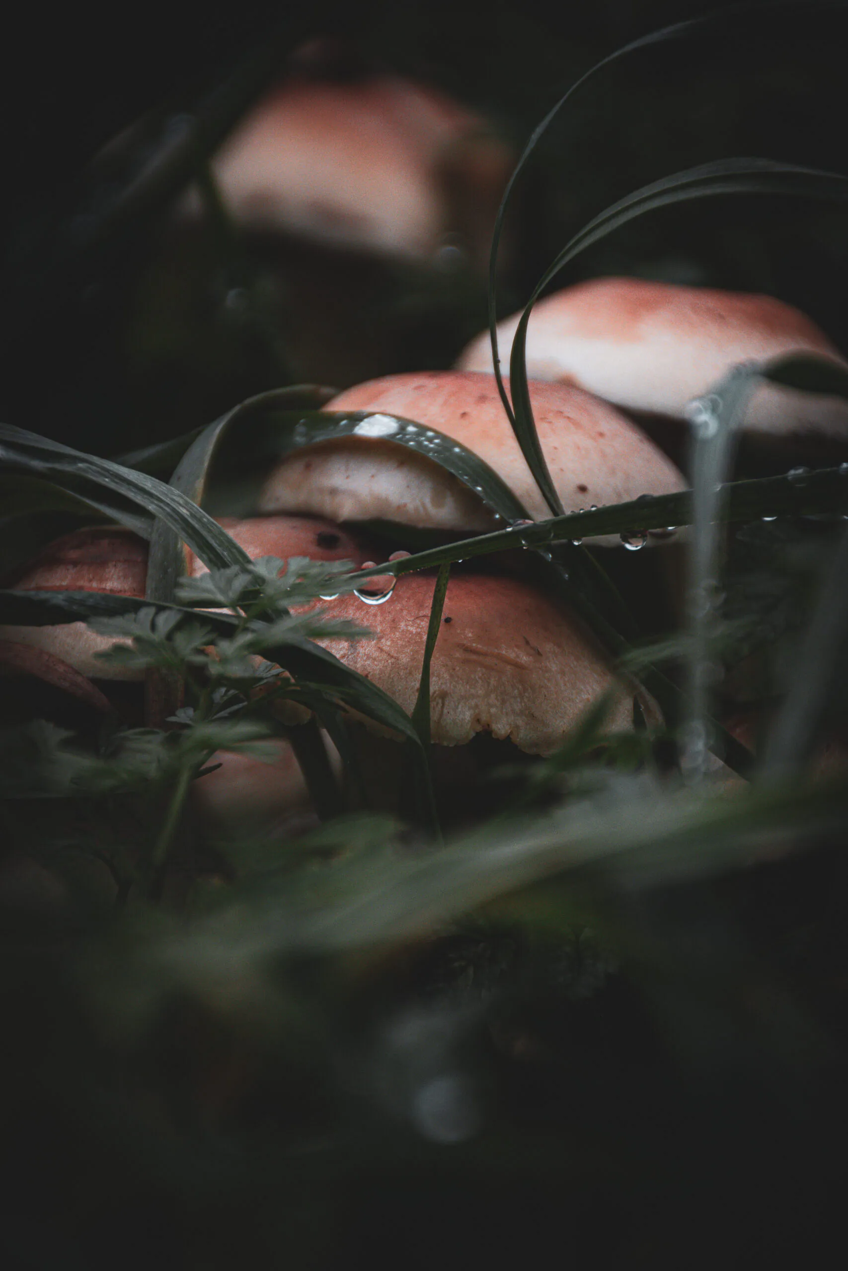 Rain-covered mushrooms seen through long grass after applying the Moody Dark preset