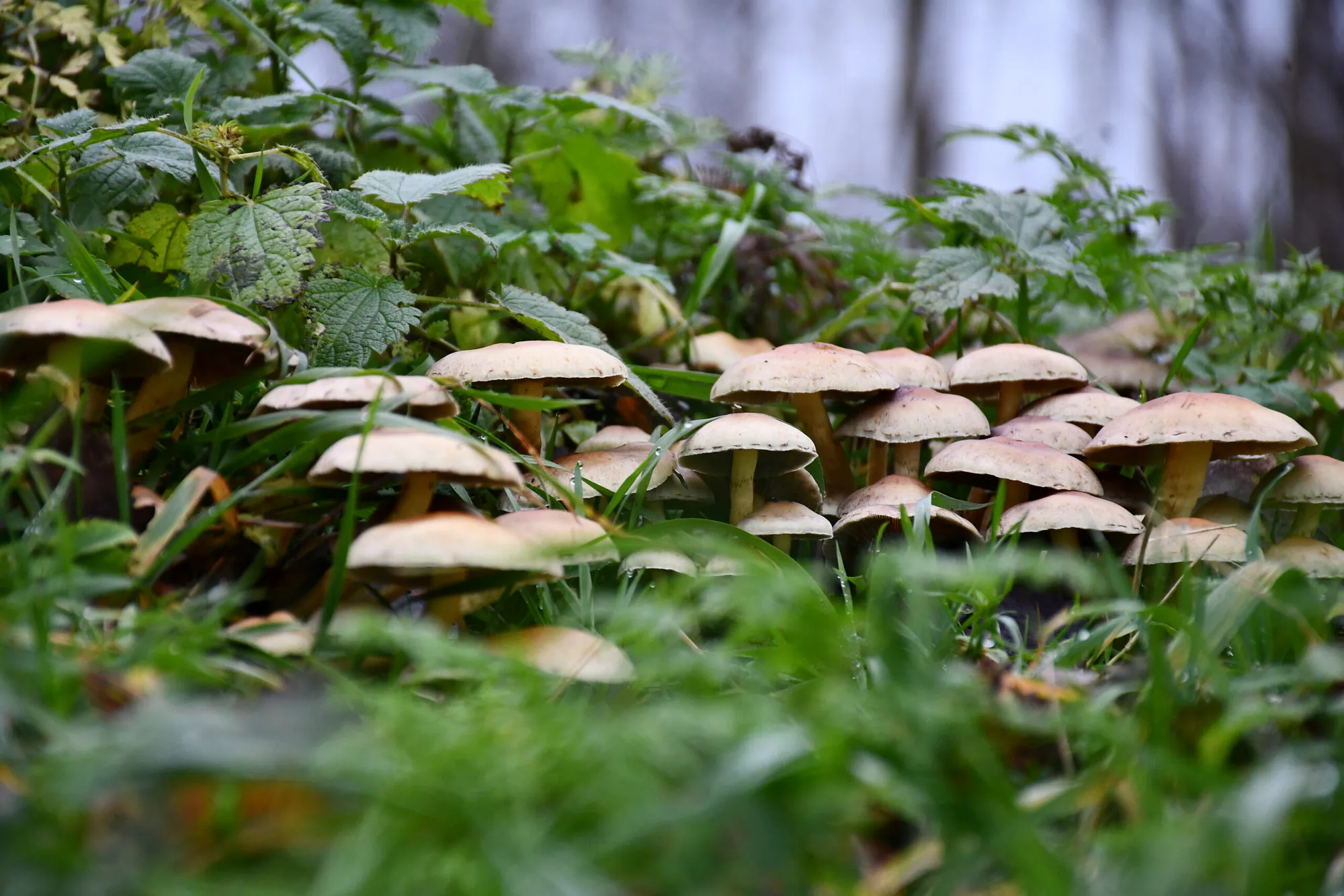 A cluster of mushrooms among wet woodland foliage before applying the Moody Dark preset