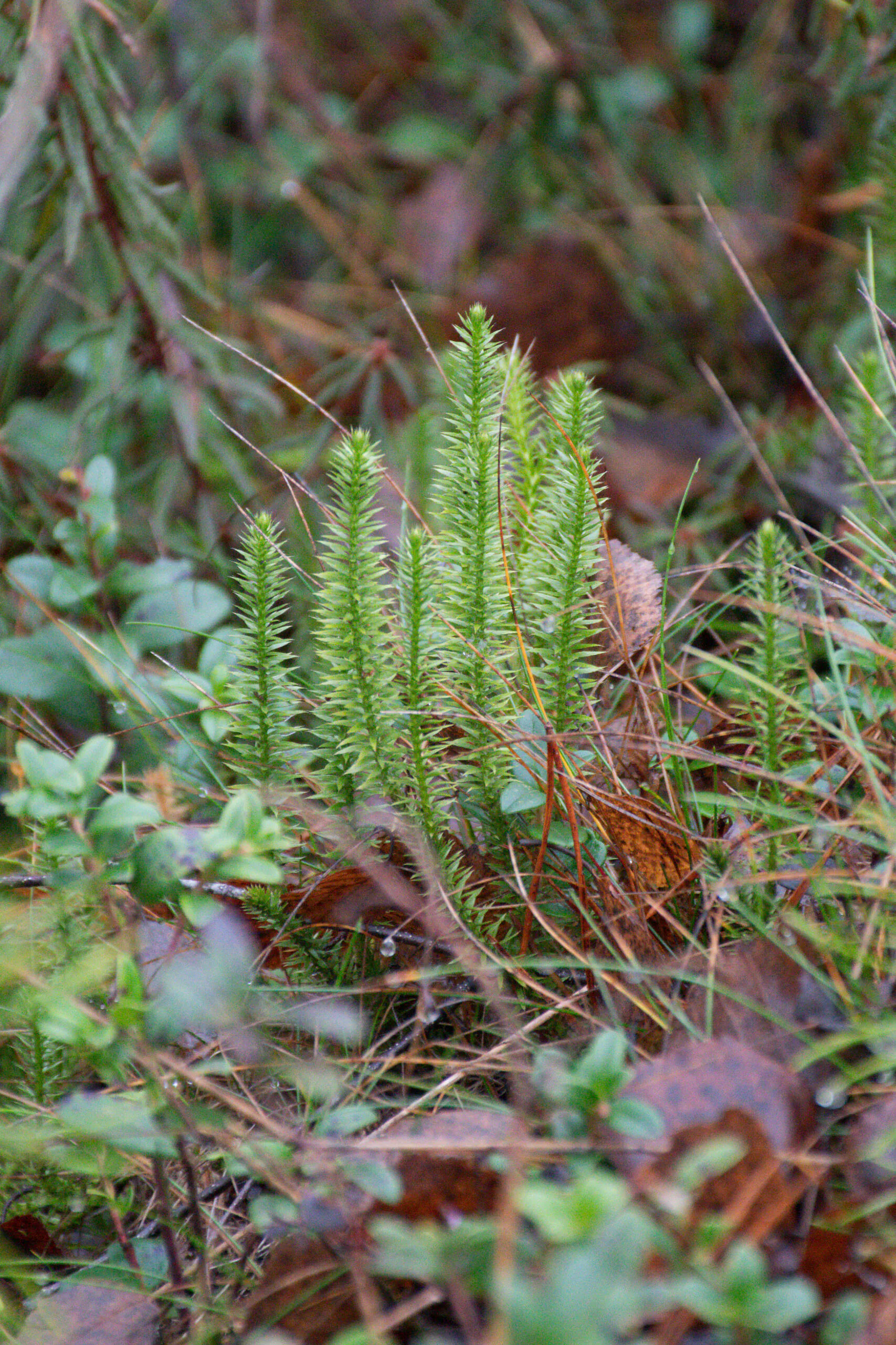 Small clubmoss plants on the forest floor before applying the Moody Dark preset