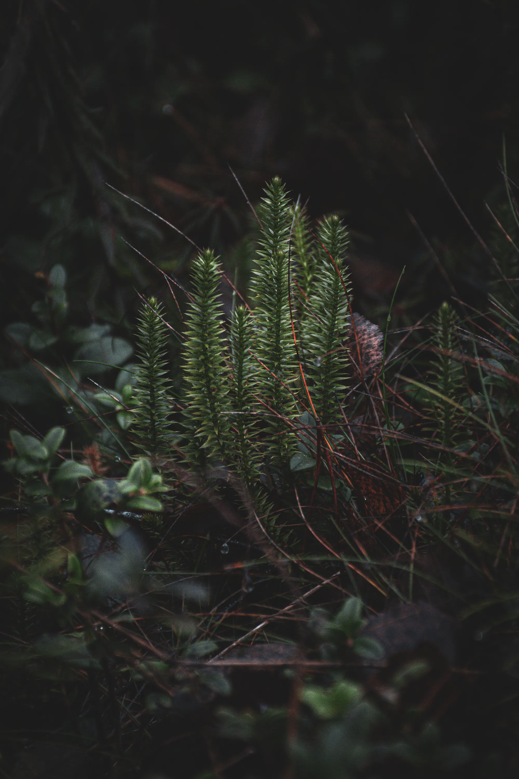 Small clubmoss plants on the forest floor after applying the Moody Dark preset