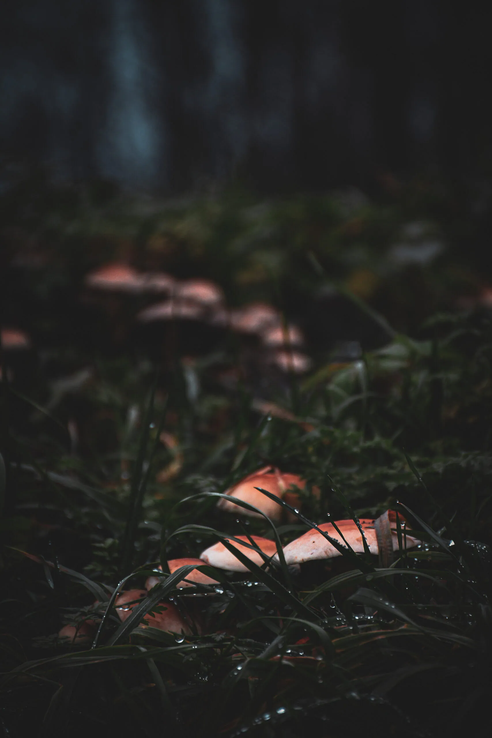 Orange mushrooms and rain-covered grass in a forest after applying the Moody Dark preset