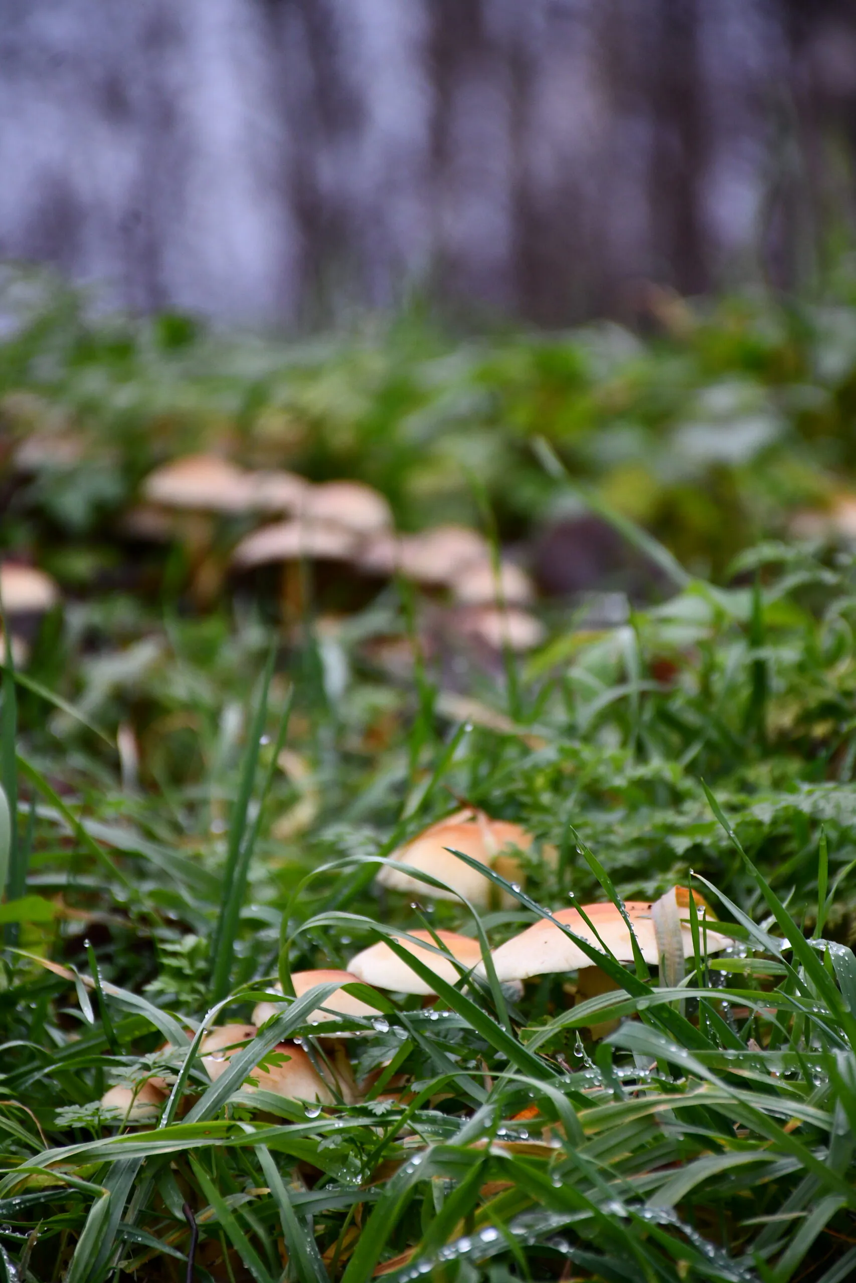 Orange mushrooms and rain-covered grass in a forest before applying the Moody Dark preset
