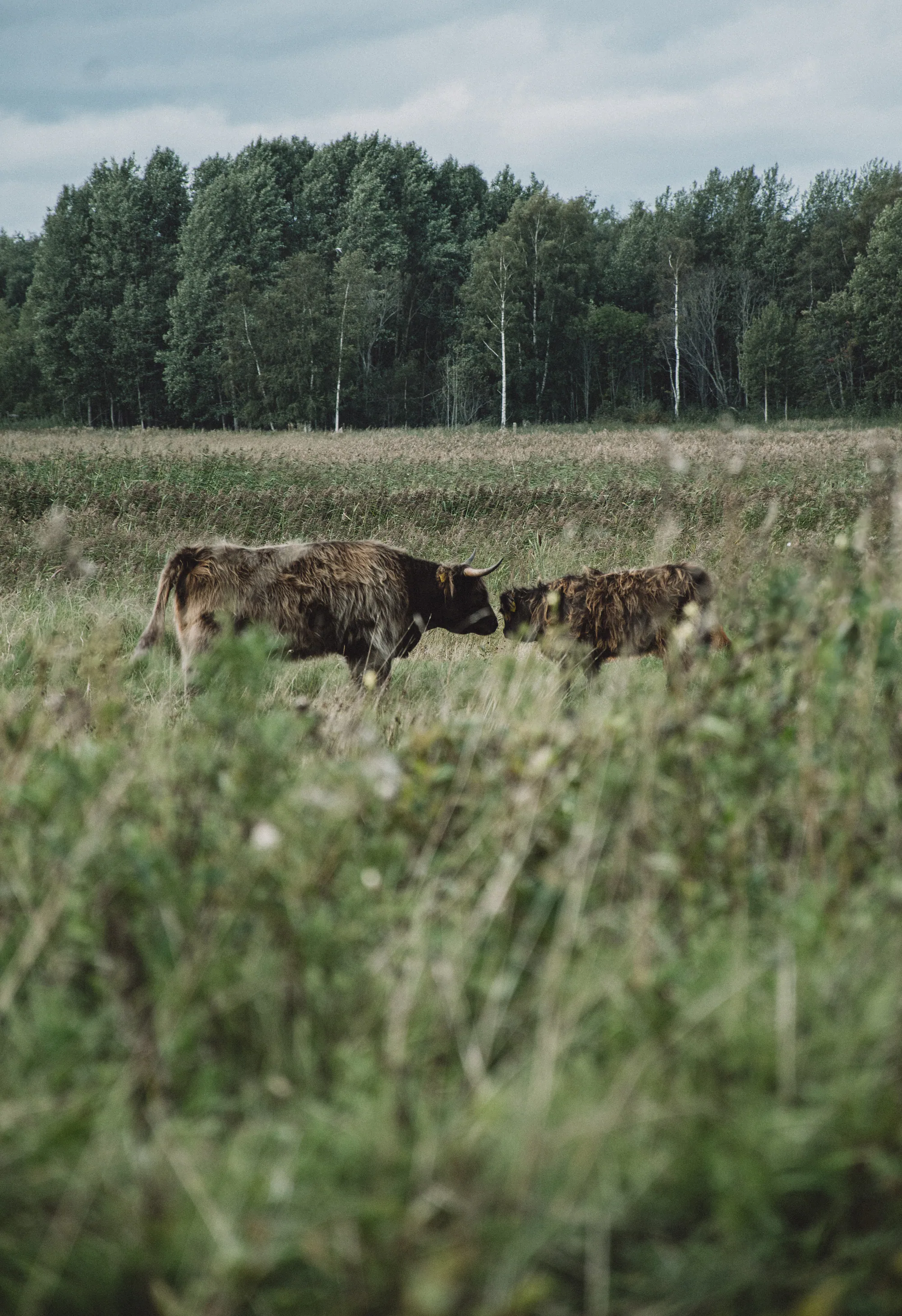 Šoti mägiveis ja vasikas Paljassaare rannaniidul