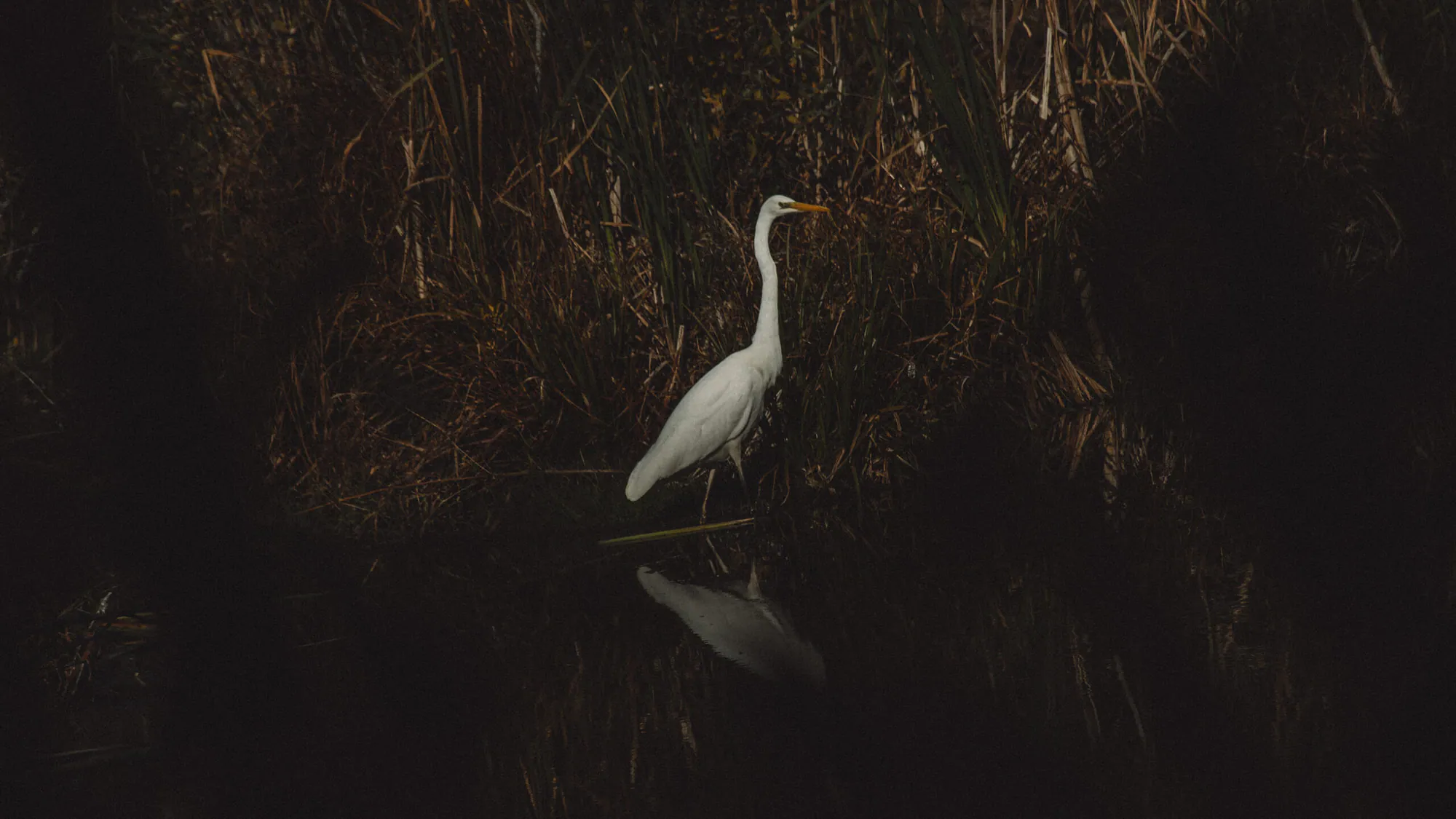 Paljassaare: Tallinna looduslik rahu oaas — photograph by Jasper Raw