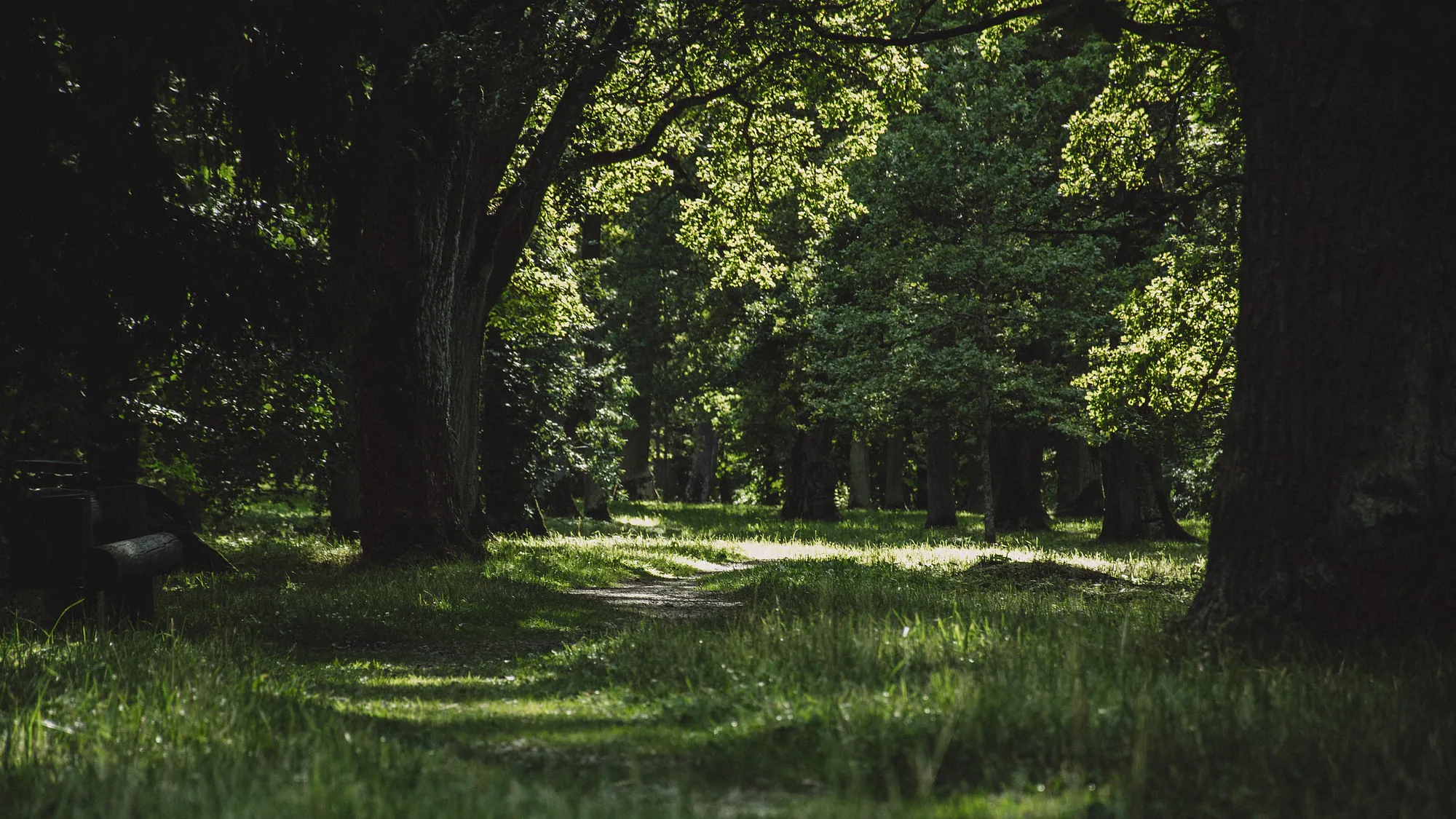 Sunlit path curving between mature trees in Kadriorg Park, Tallinn