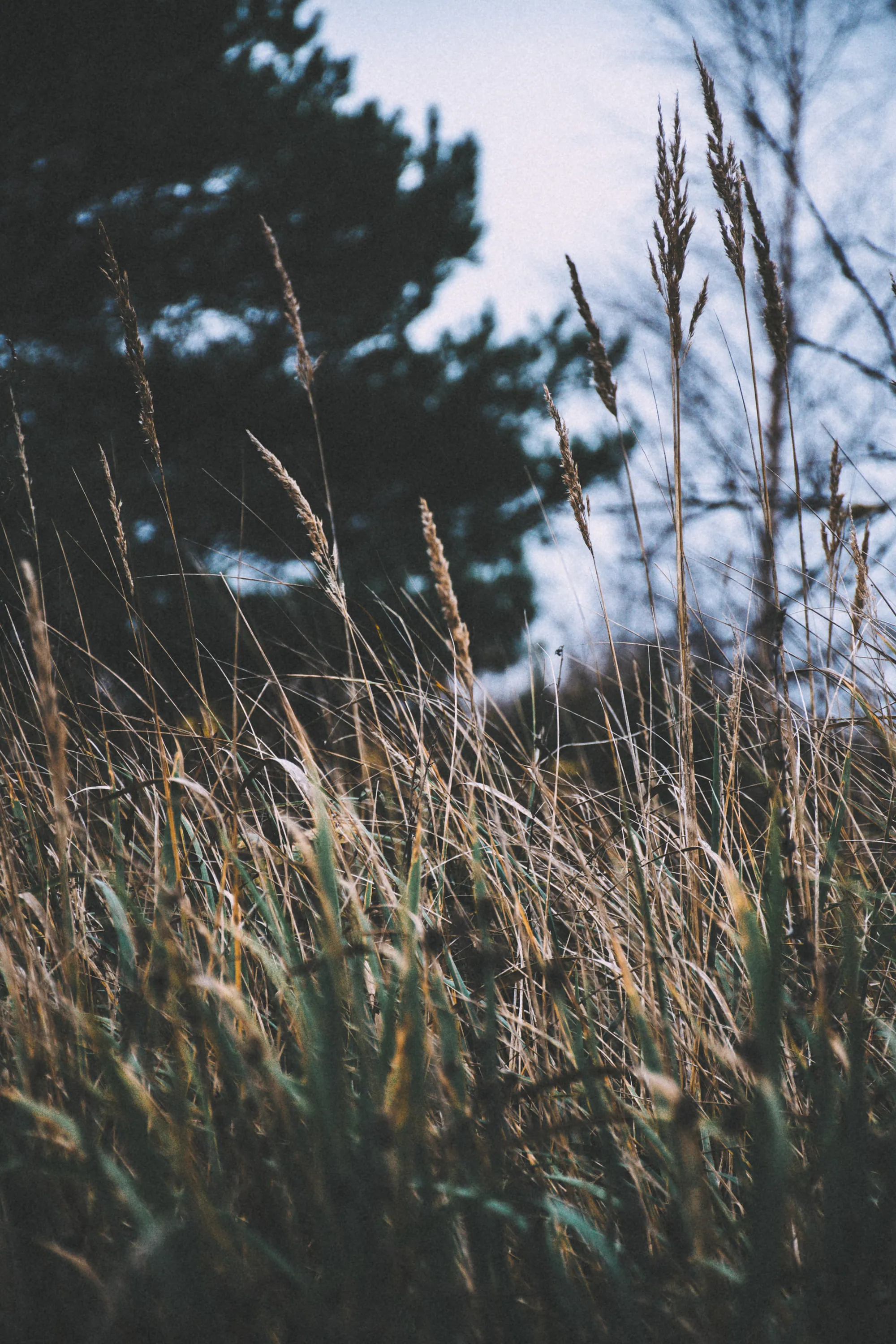 Autumn coastal grasses and low scrub at Paljassaare, Tallinn