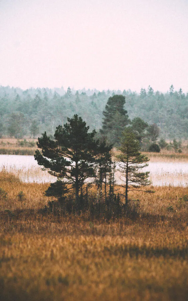 Small pines standing among autumn reeds beside Valgejärv