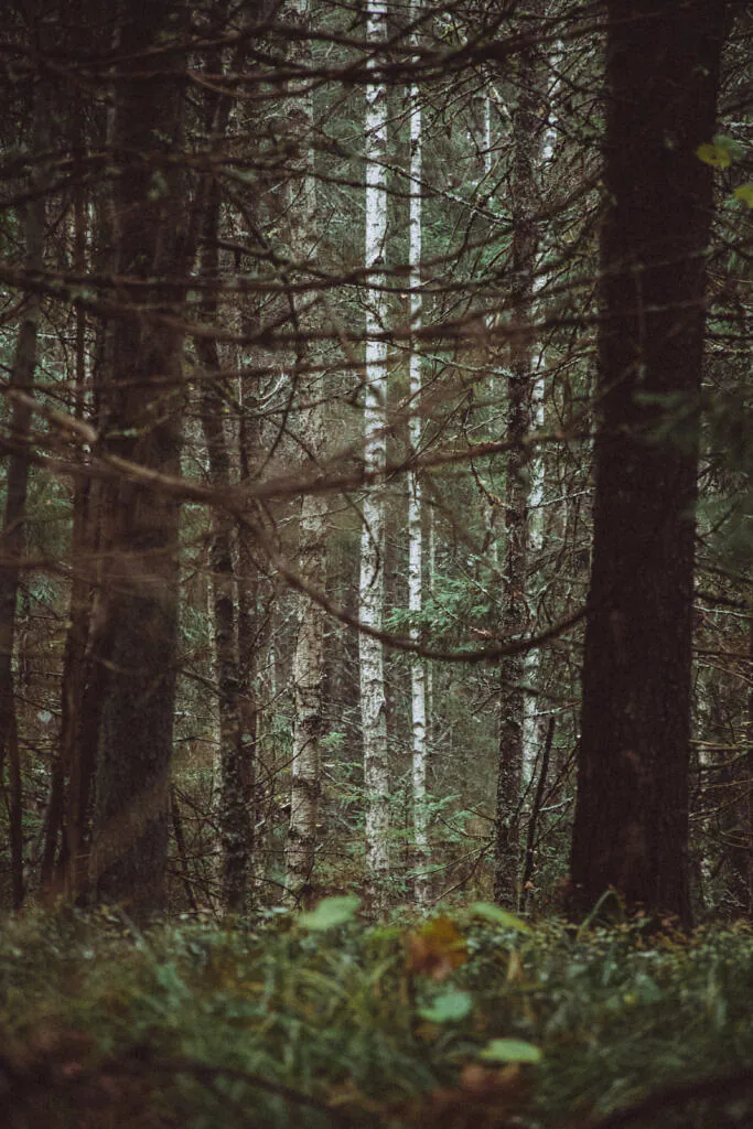 White birch trunks framed by dark spruce branches on the Valgejärve trail