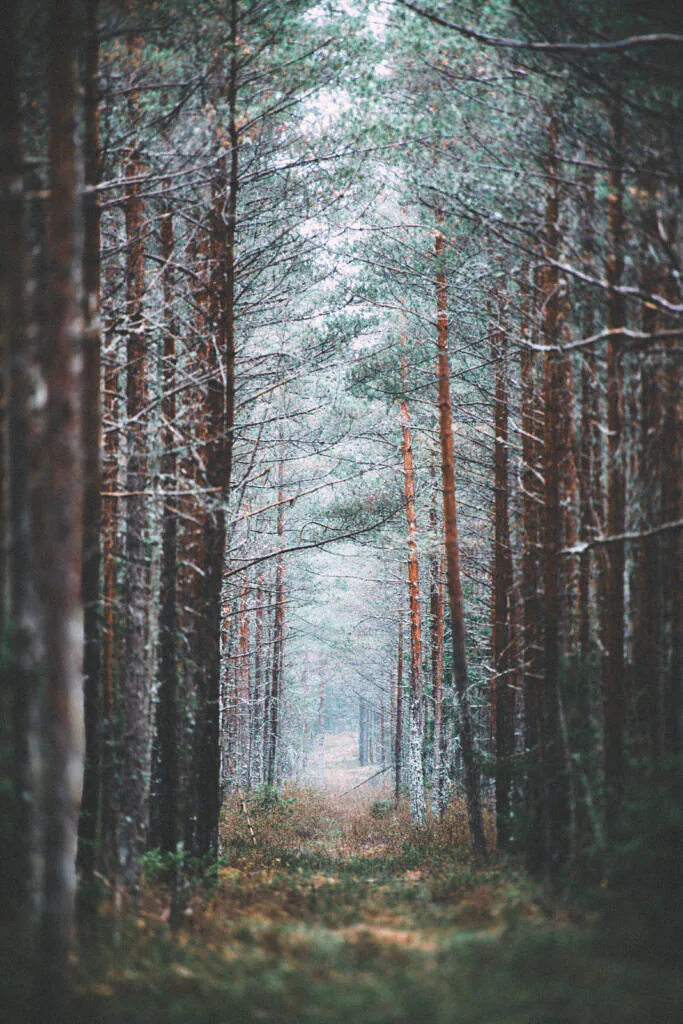 Straight pine path fading into mist near Valgejärv