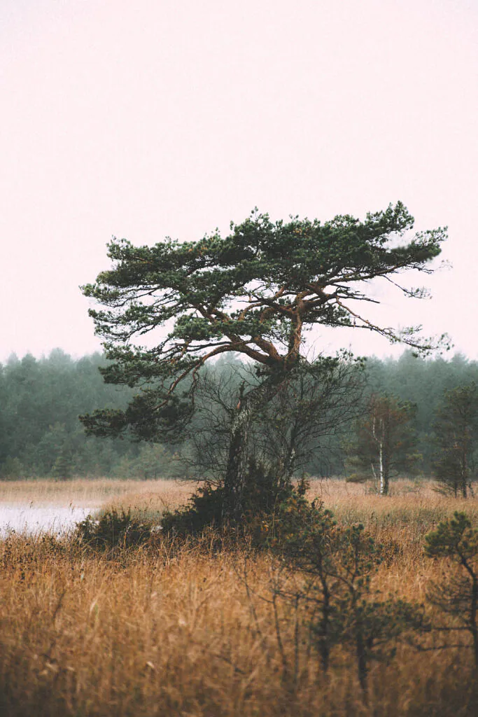 Wind-shaped pine rising above golden wetland vegetation at Valgejärv