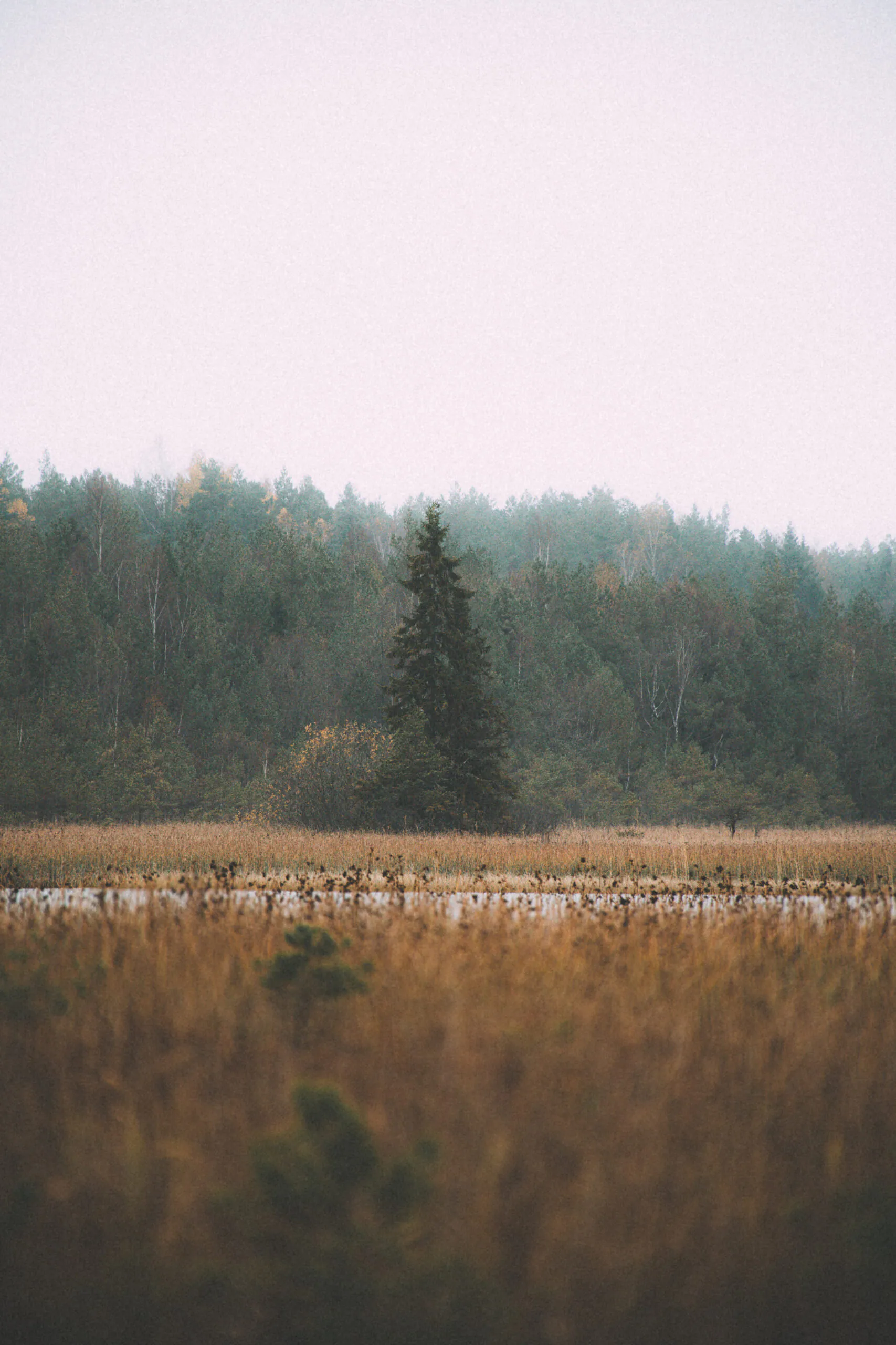 Valgejärve Photo Trail: White Water, Pines and Autumn Mist — photograph by Jasper Raw