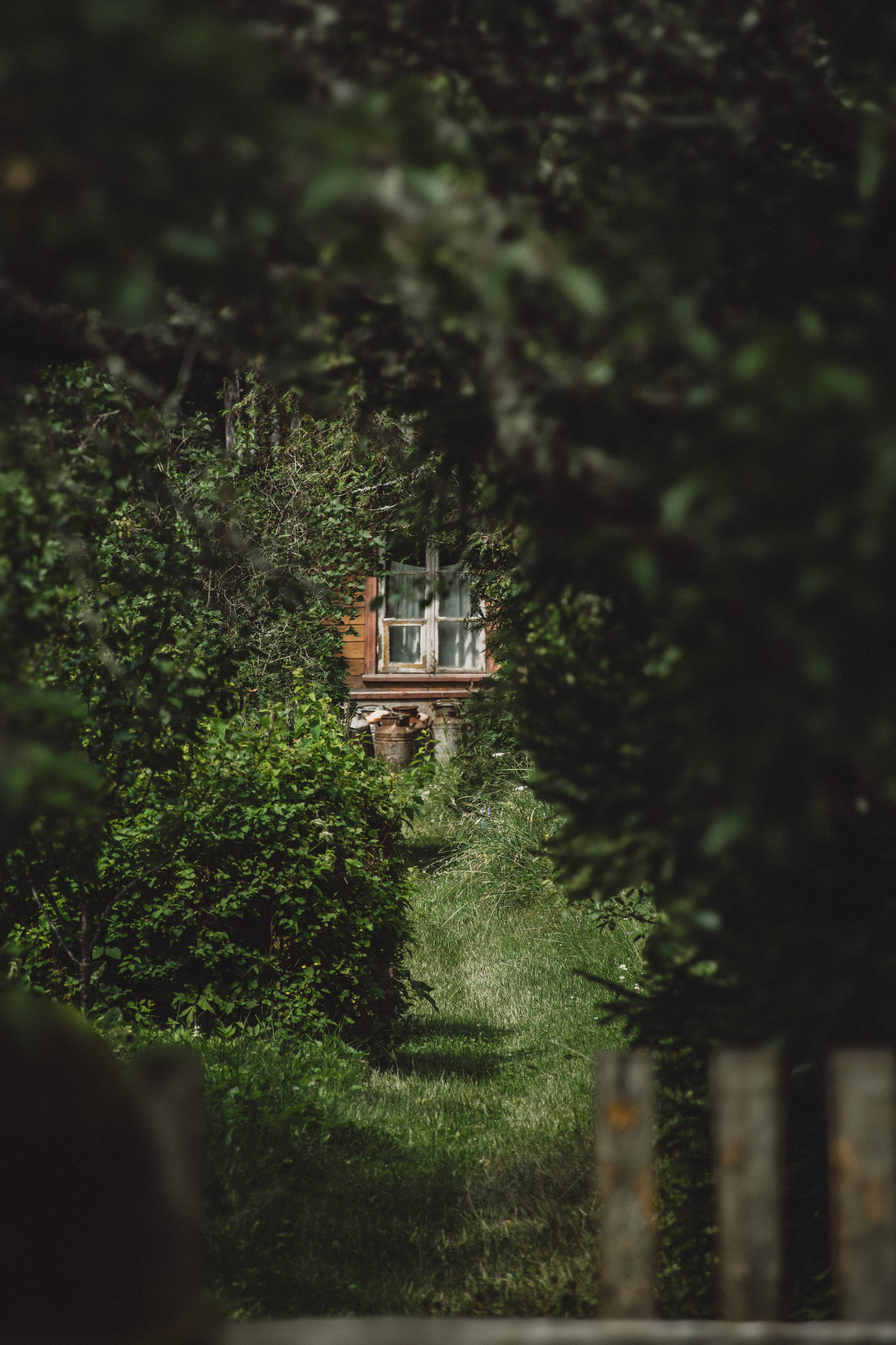 Quiet forest trail bordered by lush green ferns in Aegviidu, Harjumaa, Estonia.