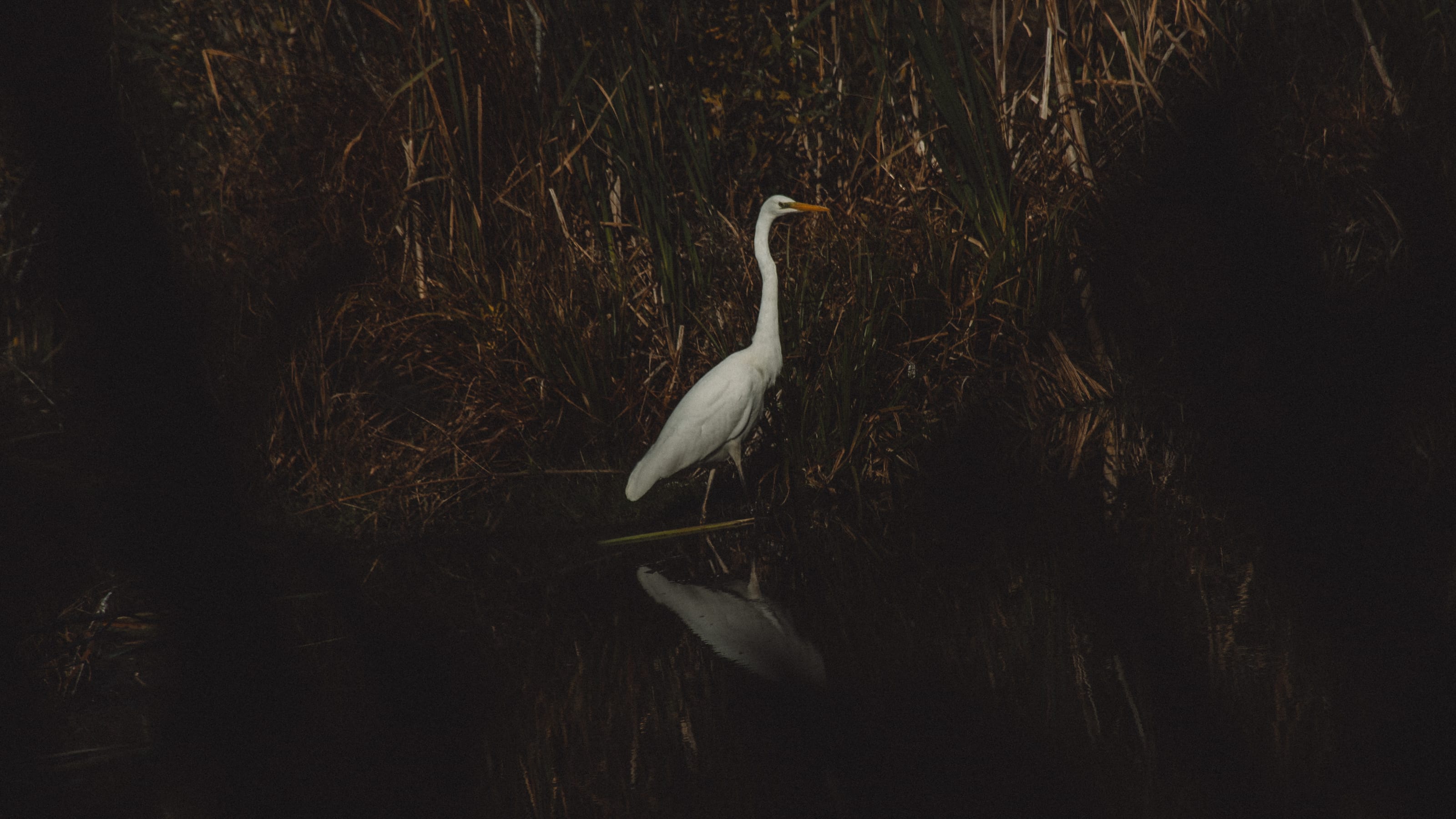 Great egret standing in shadowed coastal reed bed in Assaku, Rae vald, Harjumaa, Estonia.