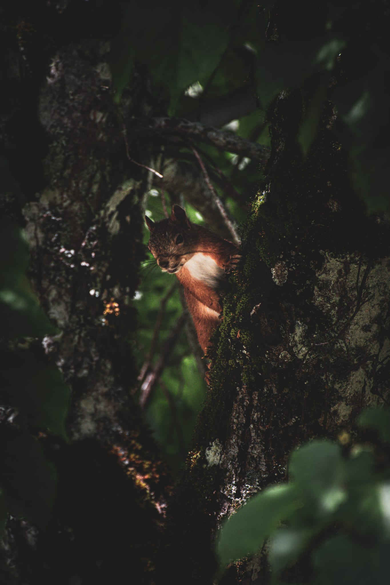 Red squirrel peeking from behind a mossy pine trunk in Assaku, Rae vald, Harjumaa, Estonia.