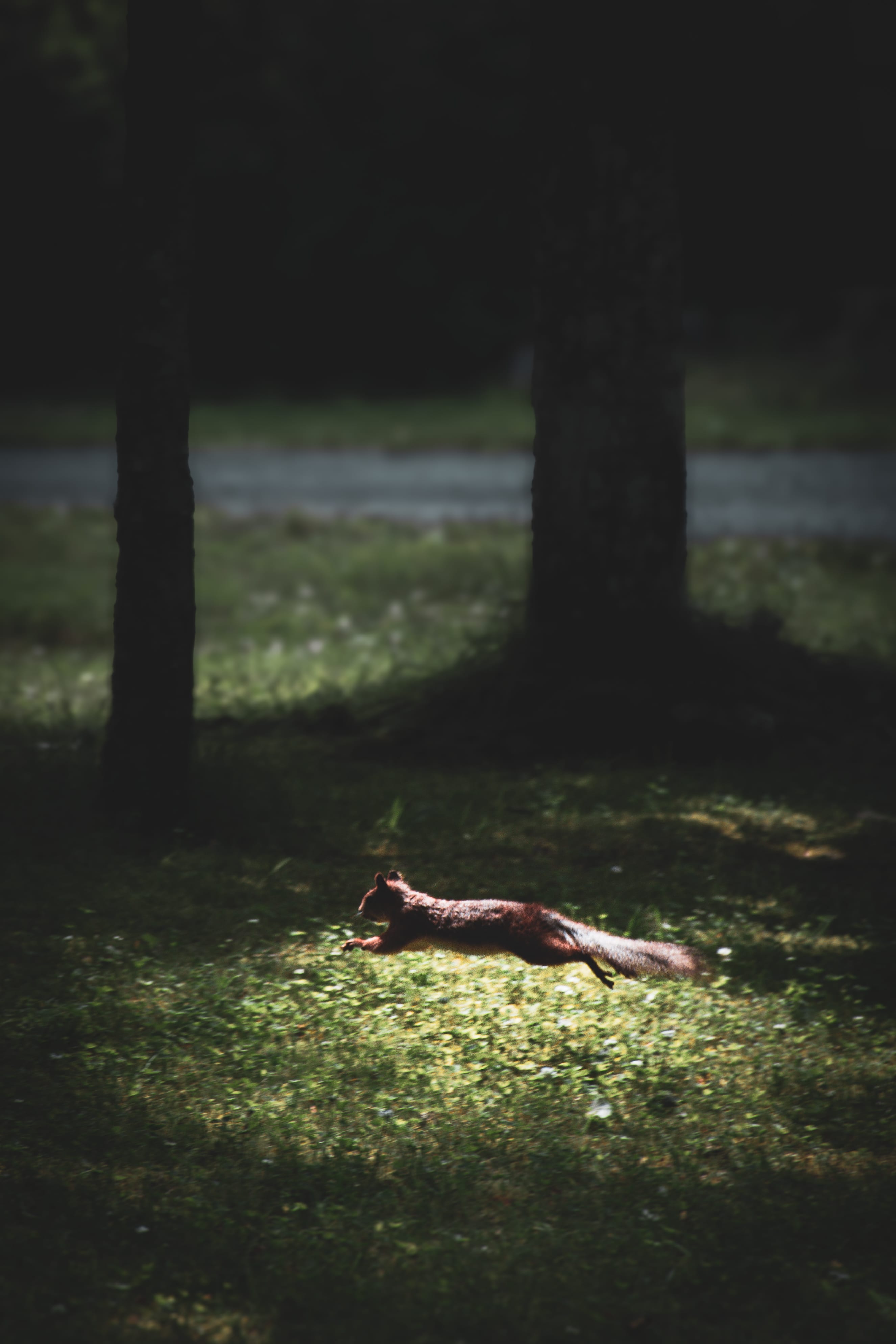 Red squirrel mid-leap across a pool of sunlit woodland grass in Assaku, Rae vald, Harjumaa, Estonia.