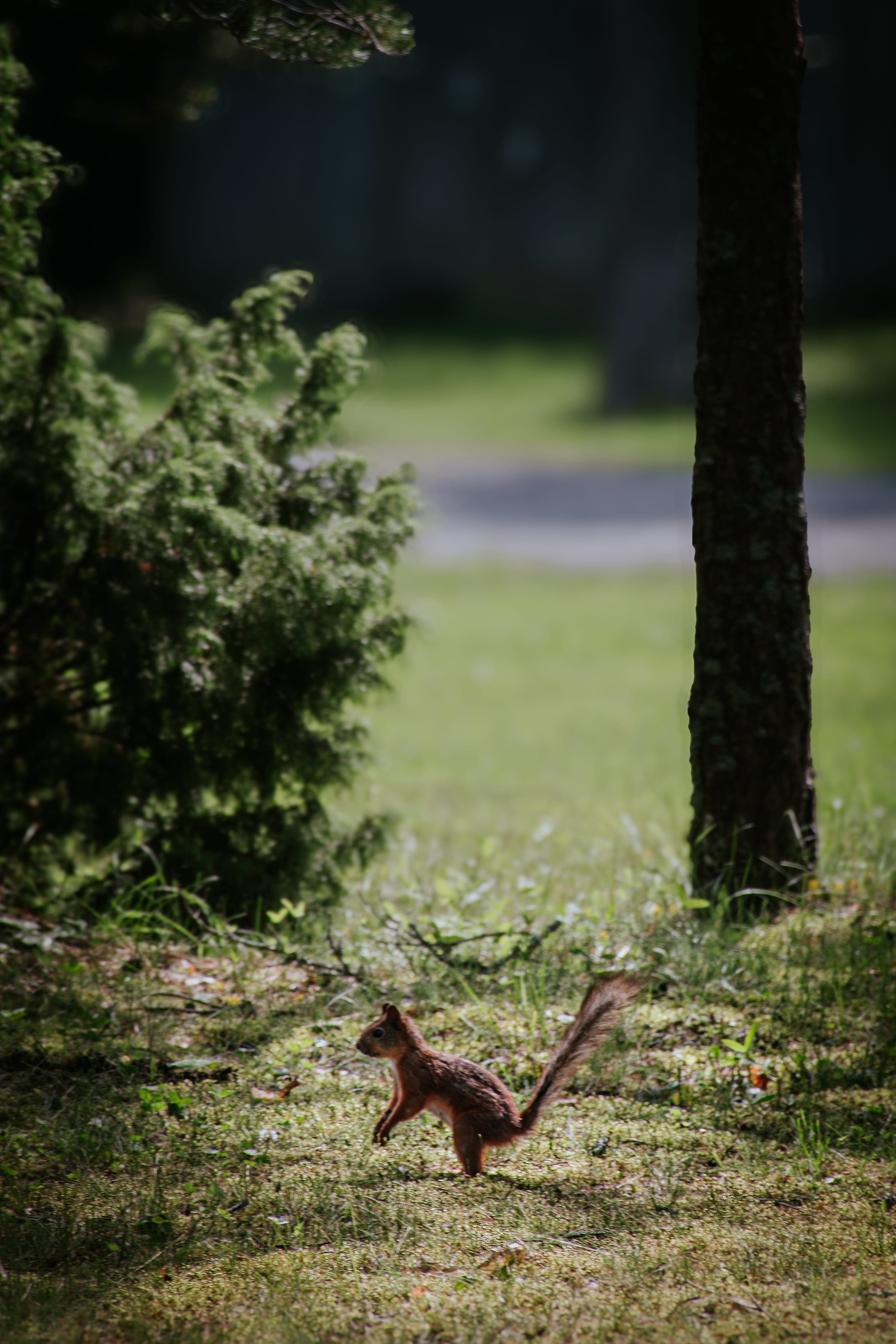 Red squirrel standing alert beneath a shadowed conifer in Assaku, Rae vald, Harjumaa, Estonia.